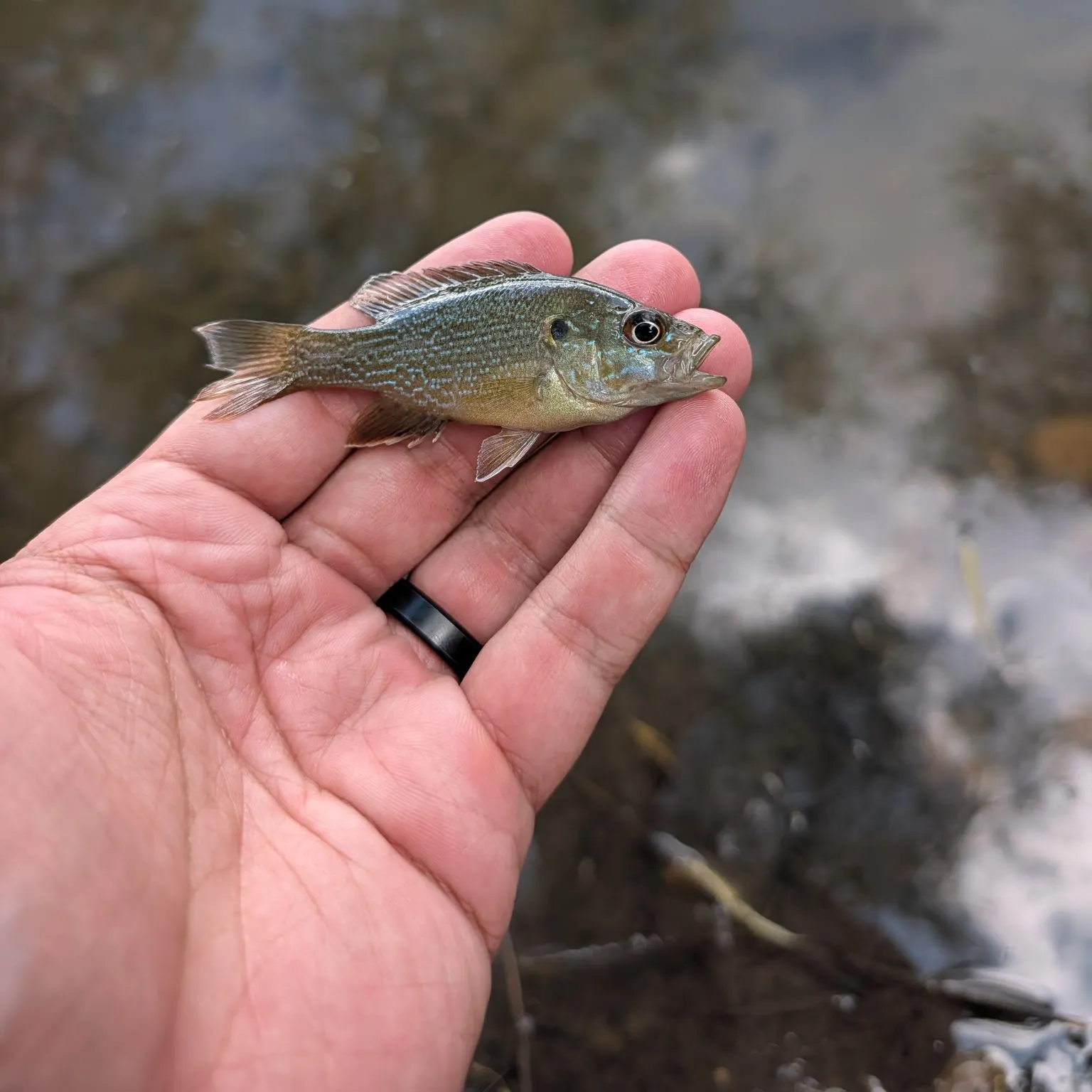 Green sunfish caught on Fishbrain