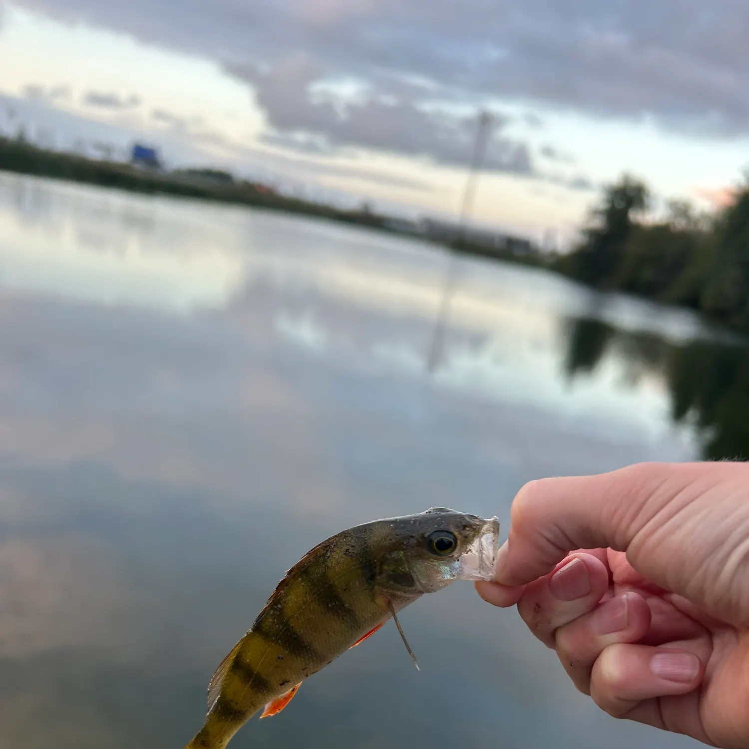 European perch caught on Fishbrain