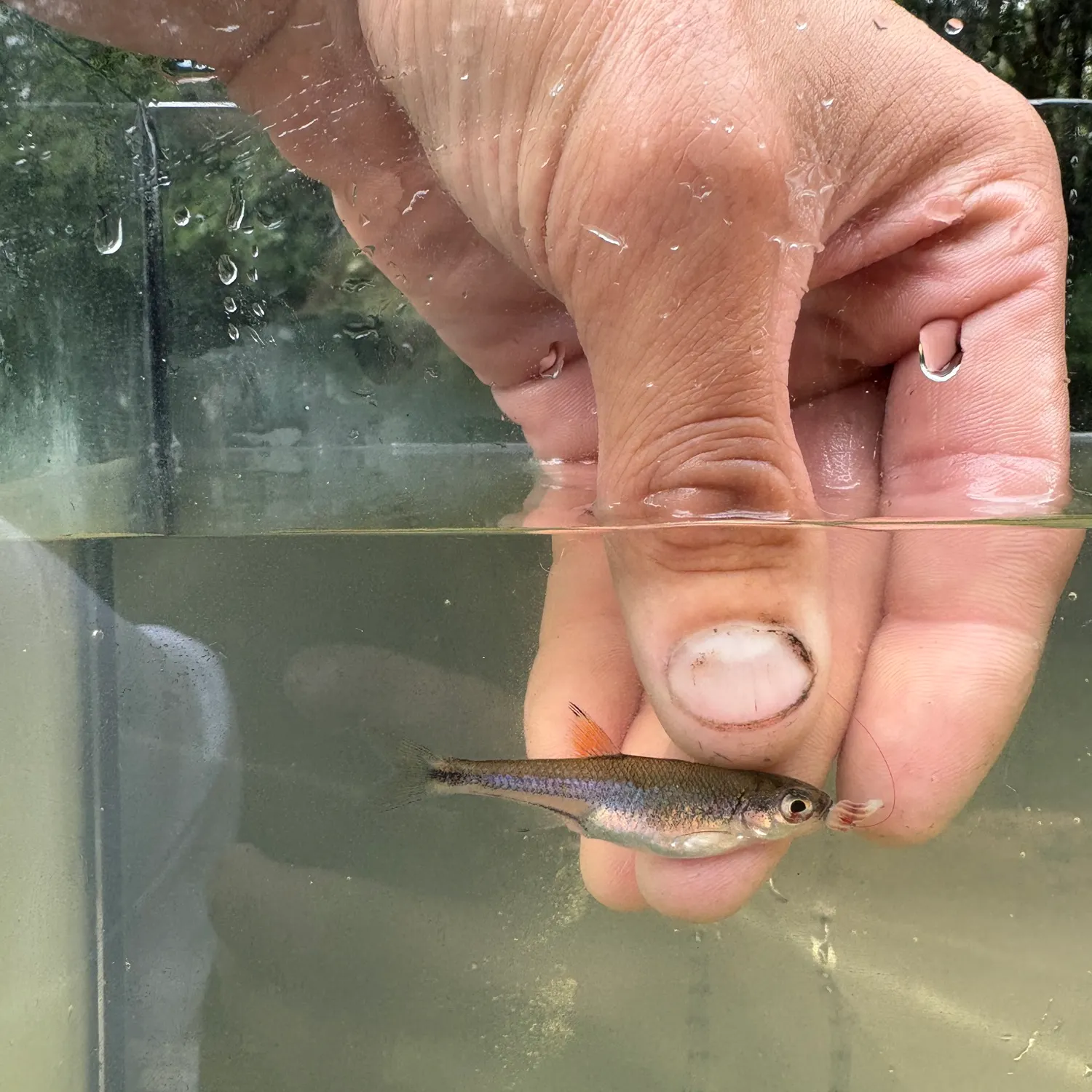 The most recent Blacktip soldierfish catches on Fishbrain