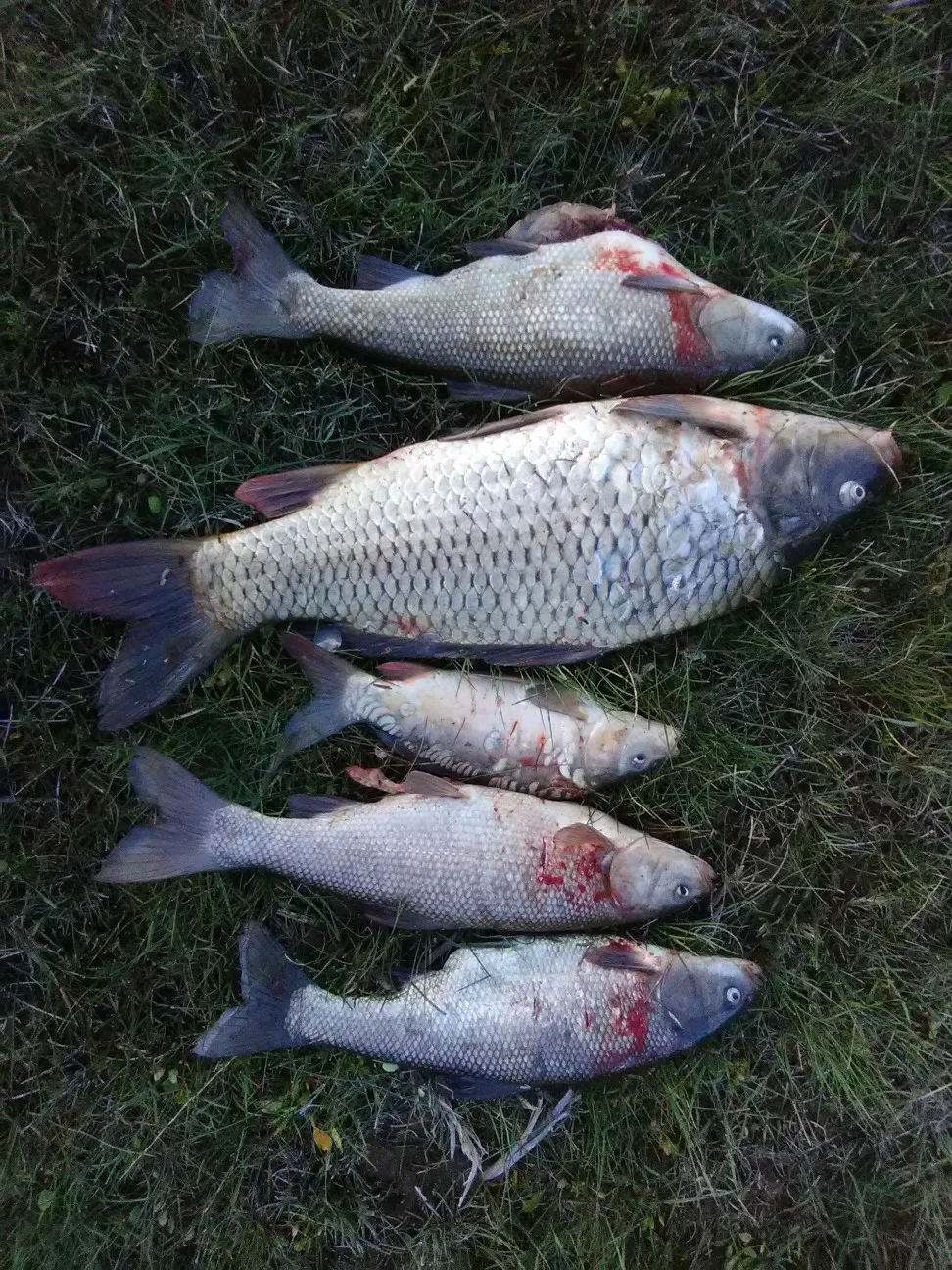 recently logged catches