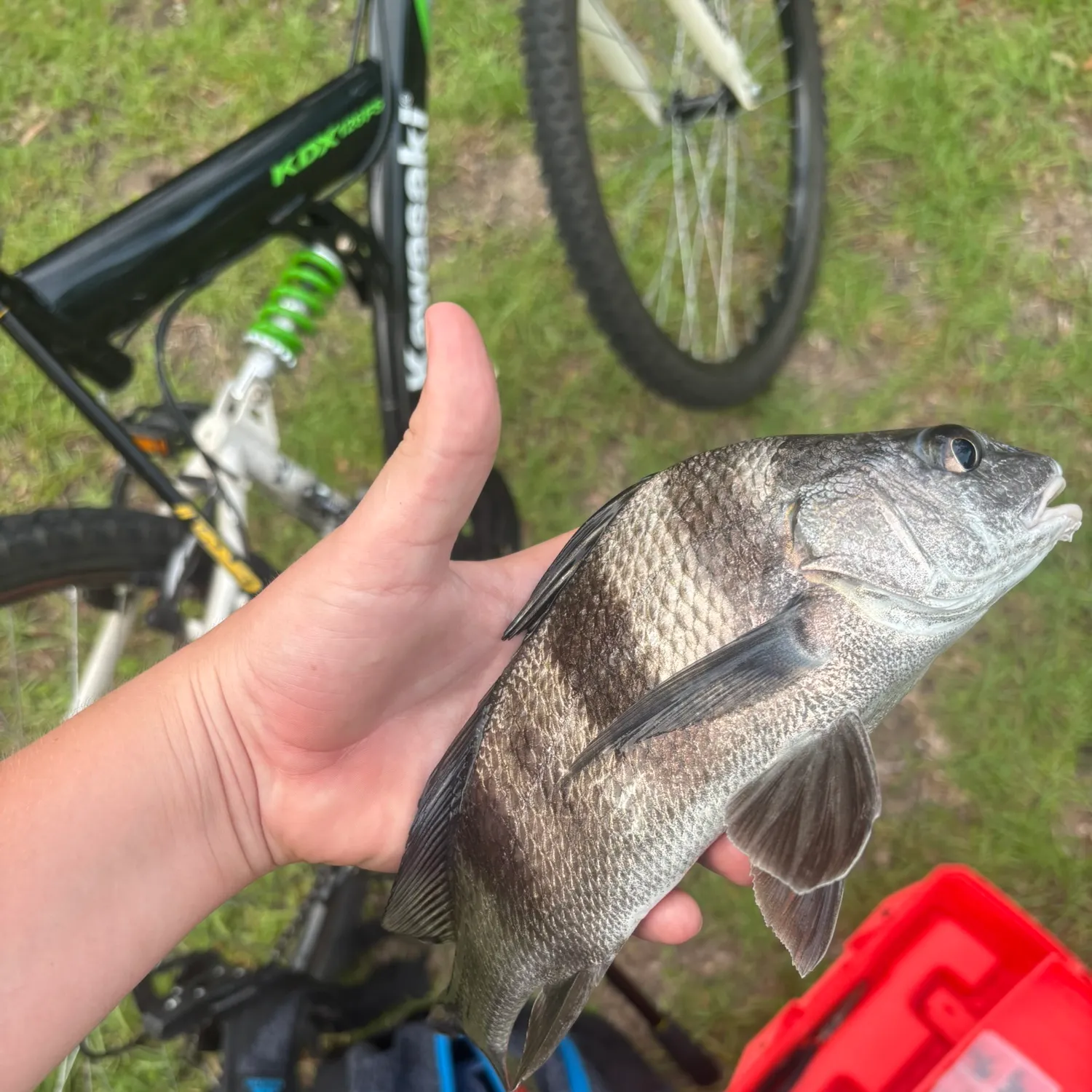 The most recent Black drum catches on Fishbrain
