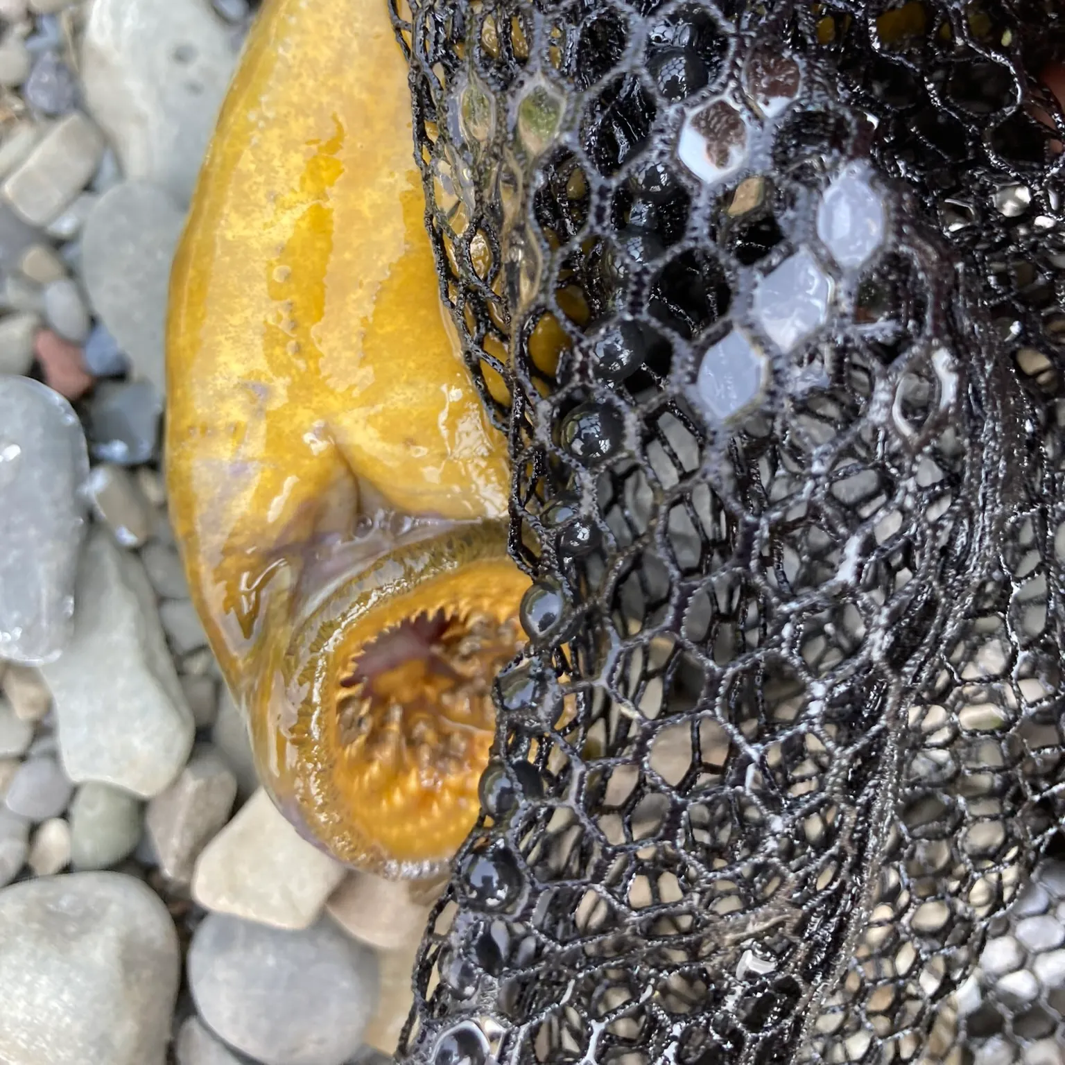 The most recent Sea lamprey catches on Fishbrain