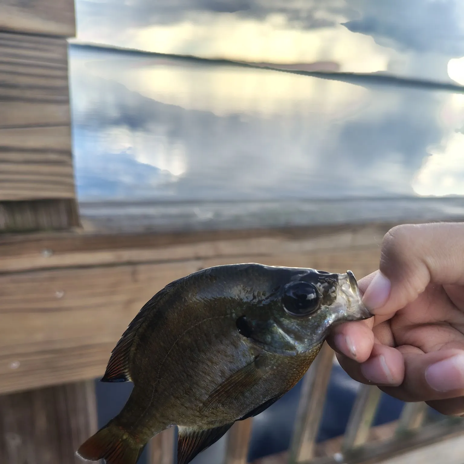 Bluegill caught on Fishbrain