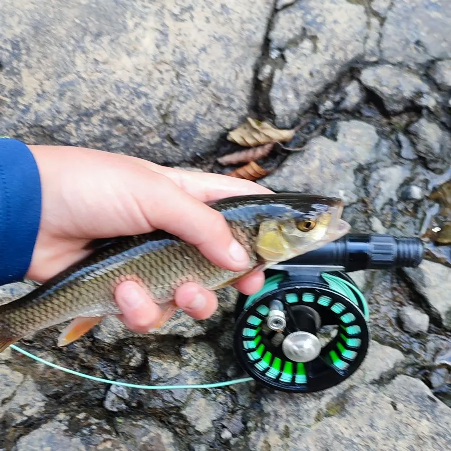 European chub caught on Fishbrain