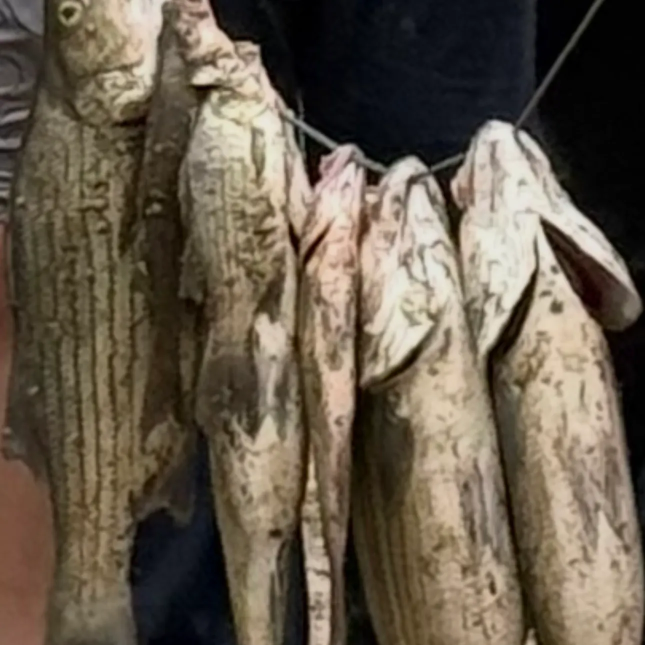 The most recent Hybrid striped bass catches on Fishbrain