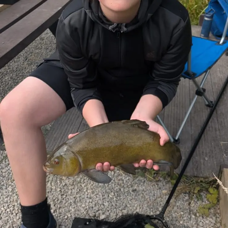 Tench caught on Fishbrain