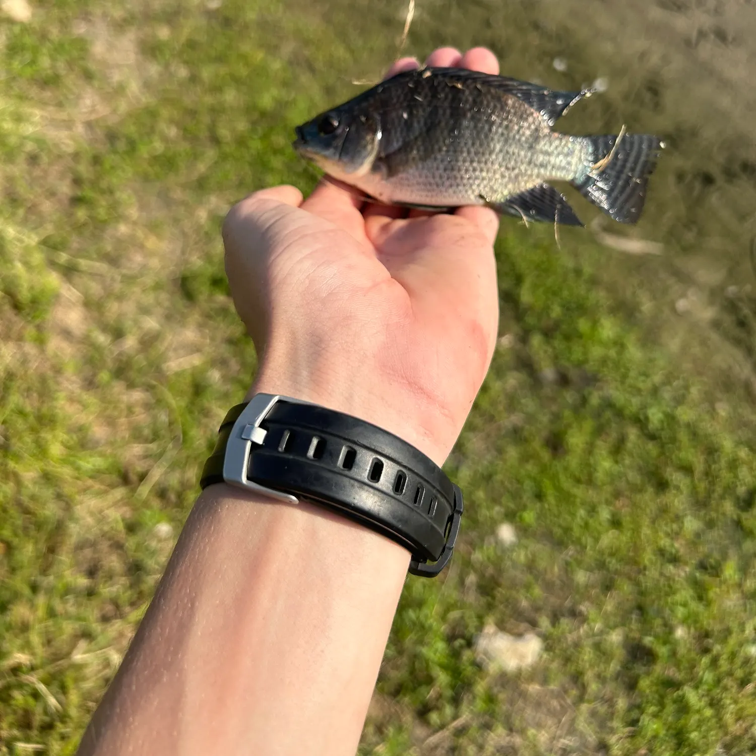 Nile tilapia caught on Fishbrain