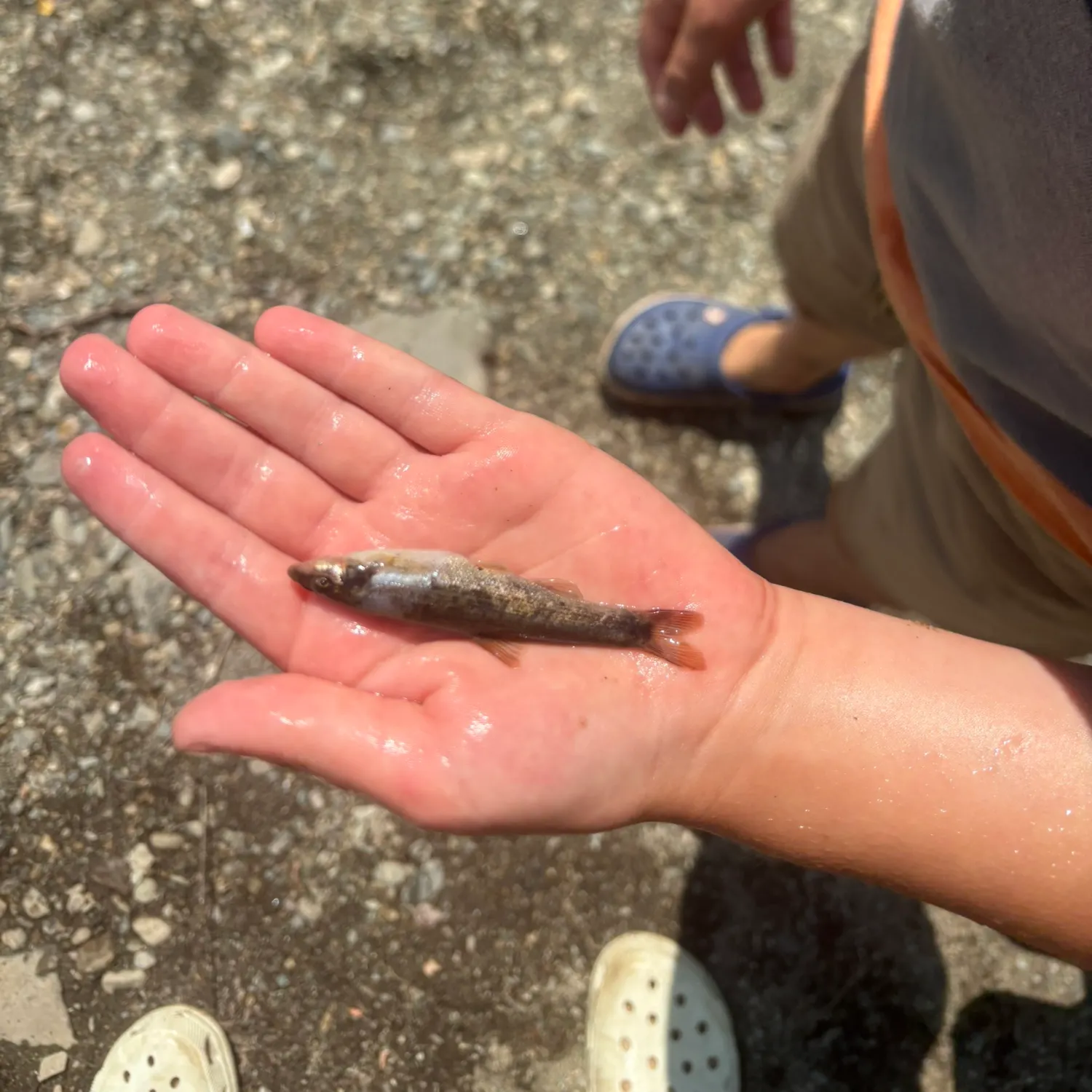 The most recent Slenderhead darter catches on Fishbrain
