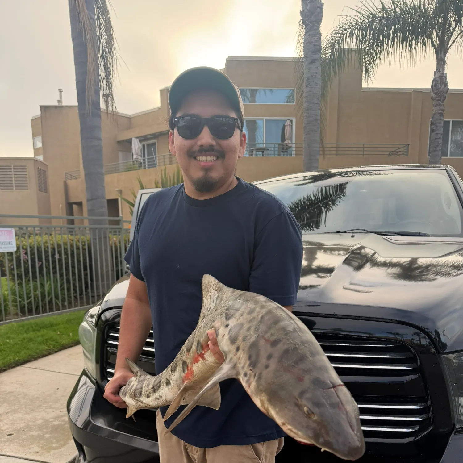 The most recent Leopard shark catches on Fishbrain