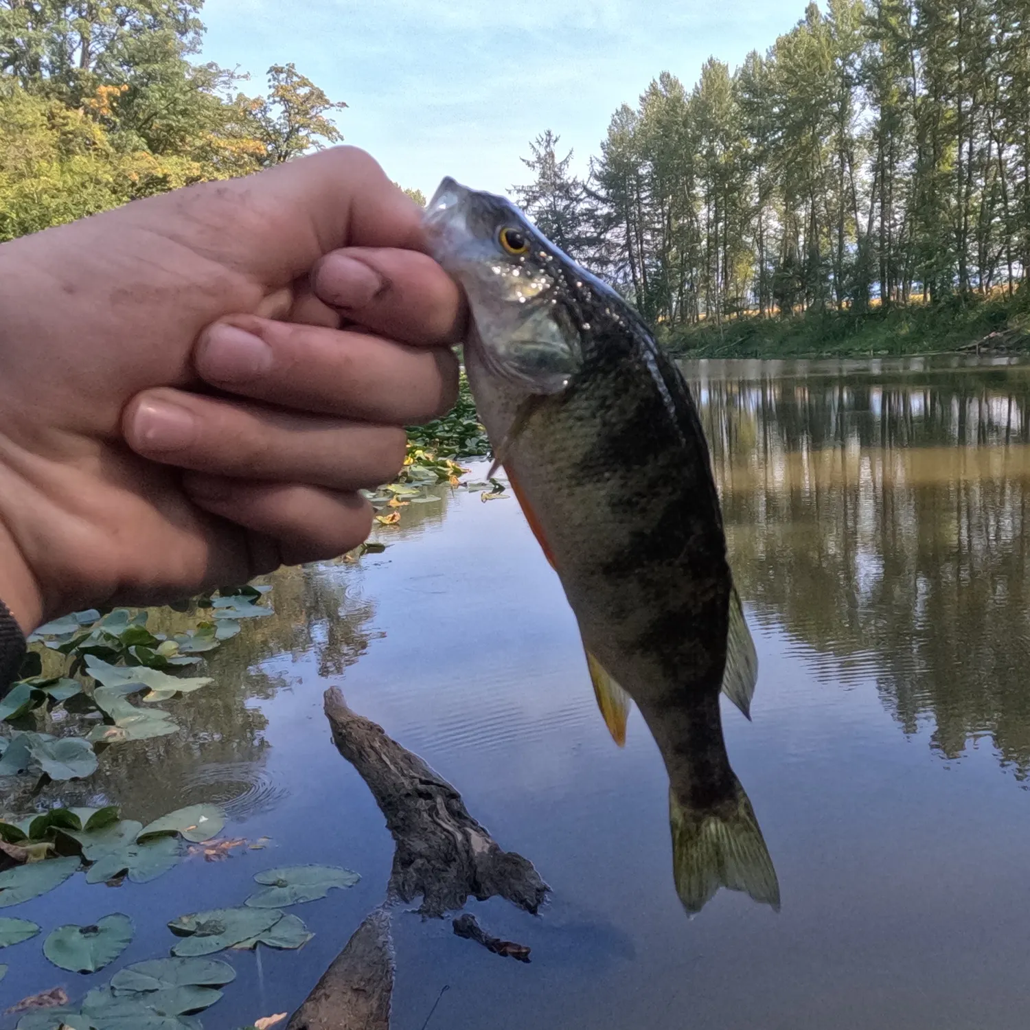 Yellow perch caught on Fishbrain
