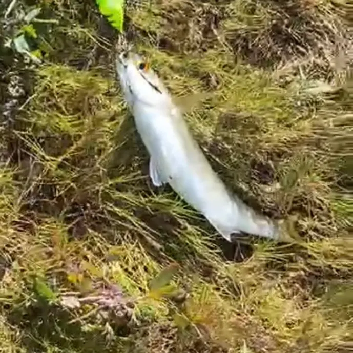 The most recent Yellow-eye mullet catches on Fishbrain