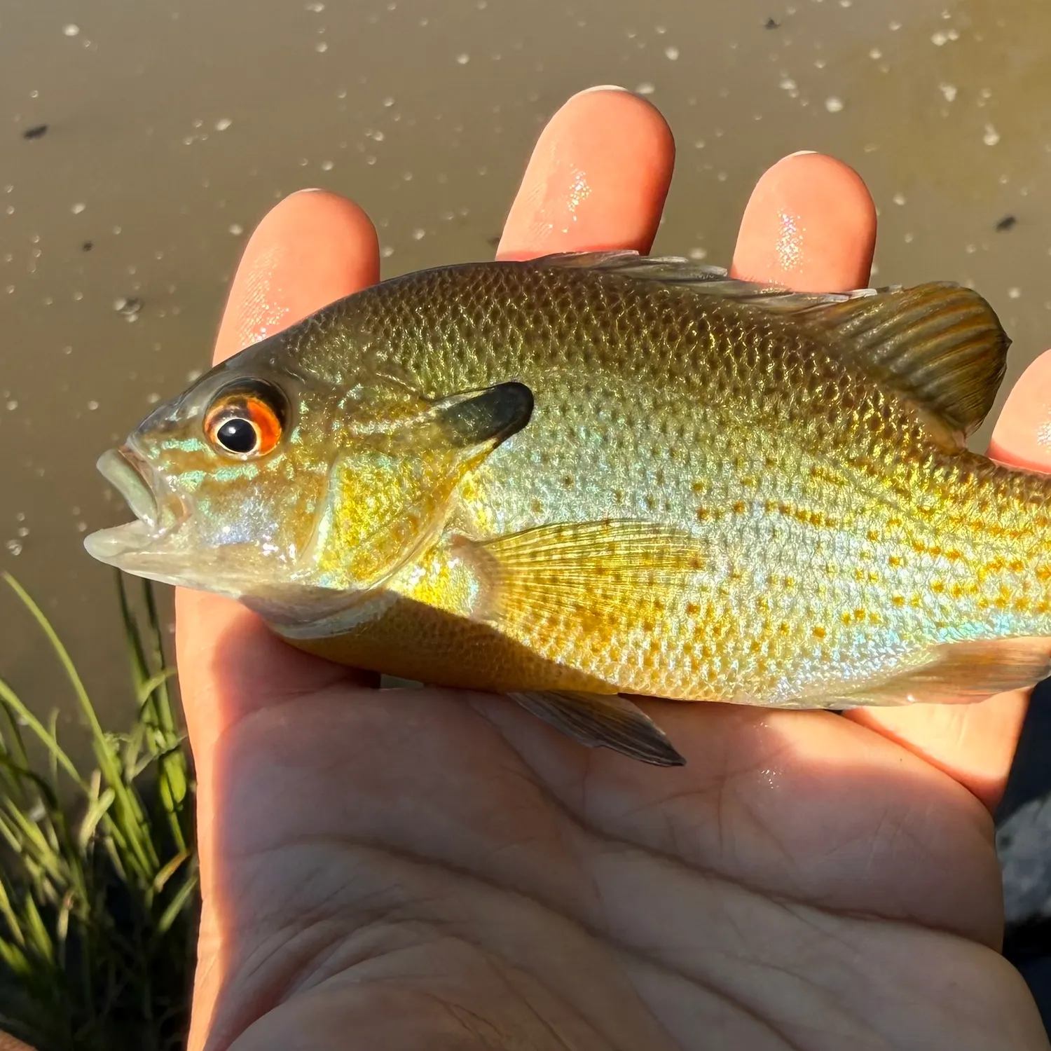 Redbreast sunfish caught on Fishbrain