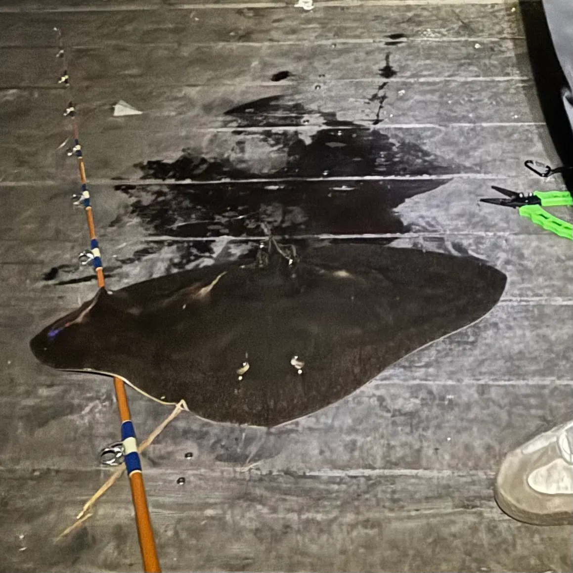 The most recent California butterfly ray catches on Fishbrain