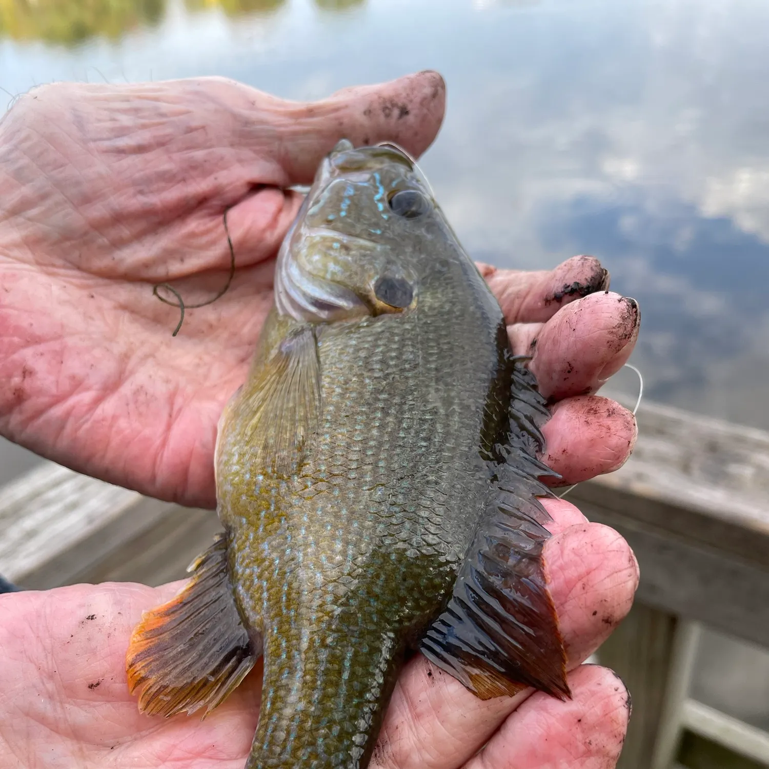 Green sunfish caught on Fishbrain