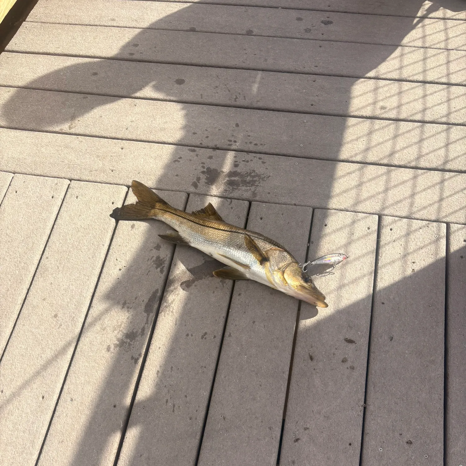 The most recent Mexican snook catches on Fishbrain
