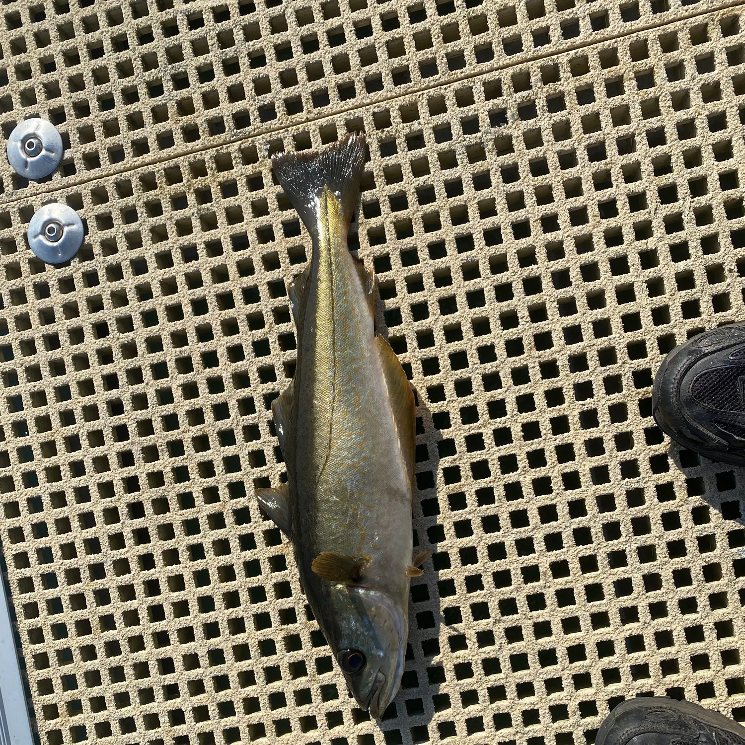 The most recent Pollack catches on Fishbrain