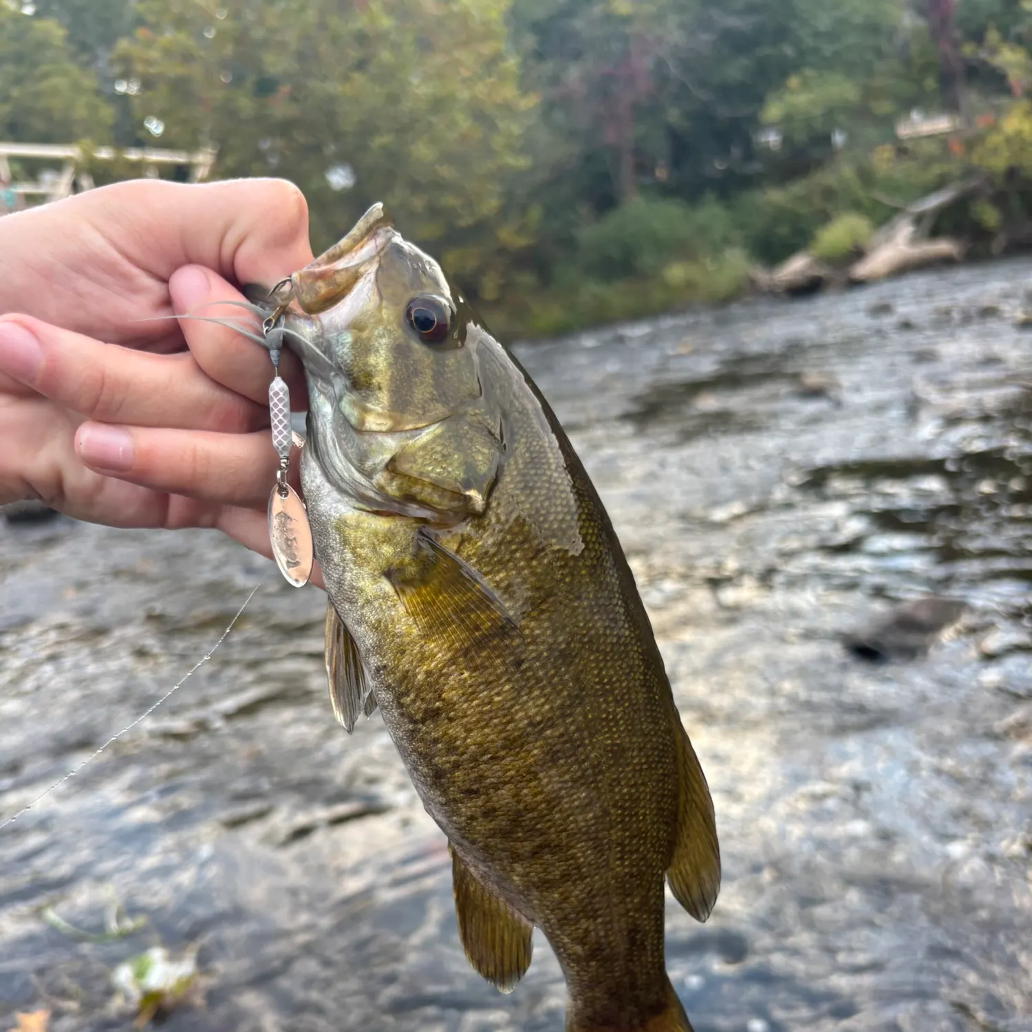 Smallmouth bass caught on Fishbrain