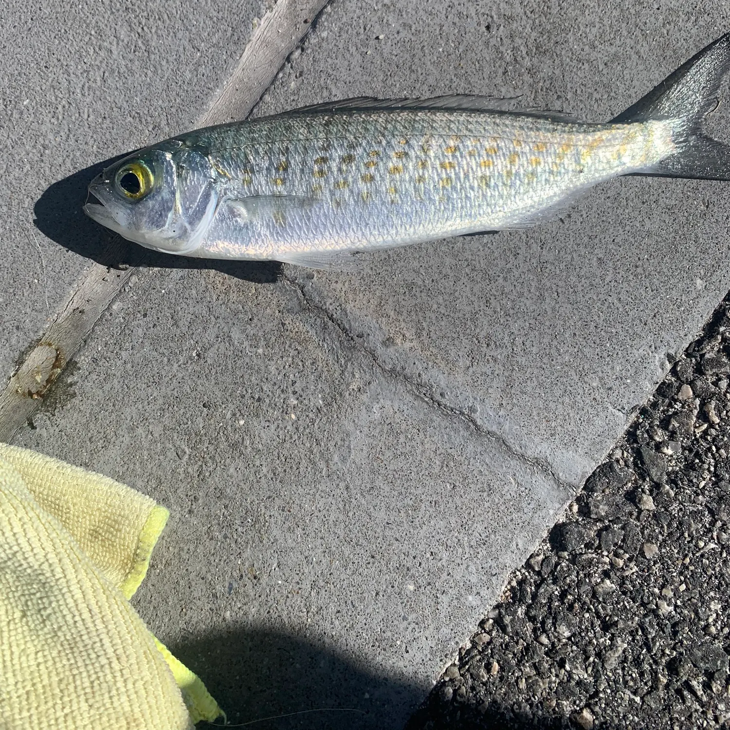 The most recent Australian ruff catches on Fishbrain