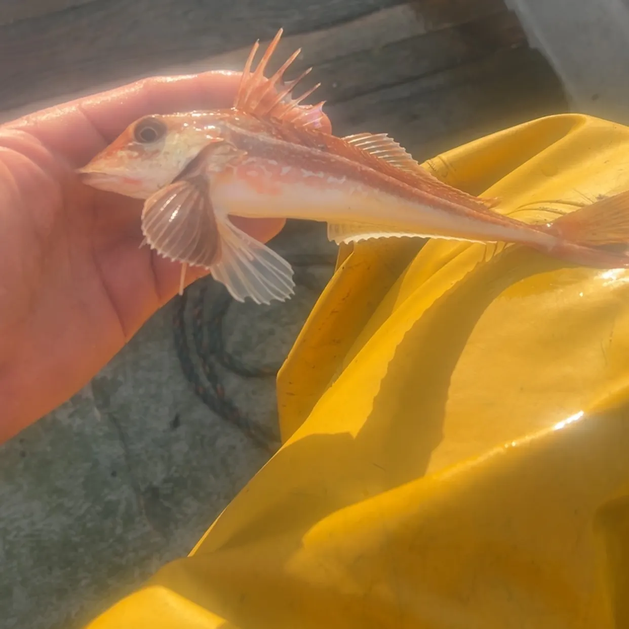 The most recent Red gurnard catches on Fishbrain