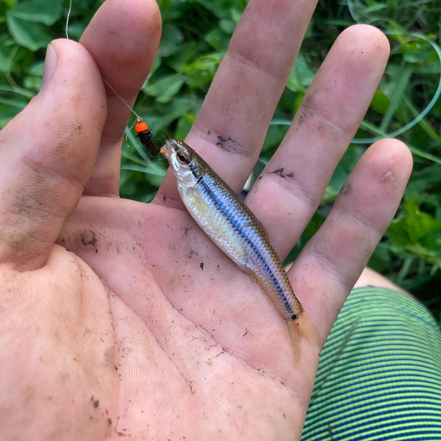 The most recent Bluntnose minnow catches on Fishbrain