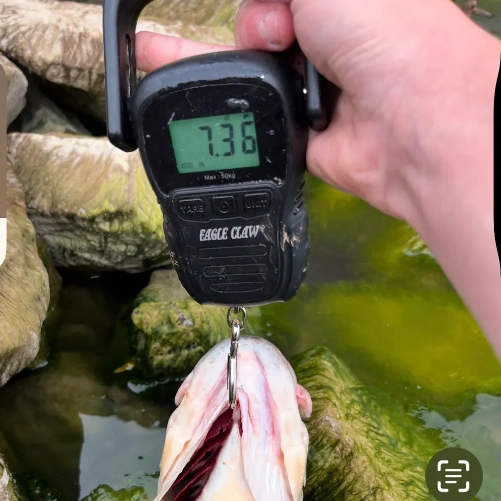 Largemouth bass caught on Fishbrain