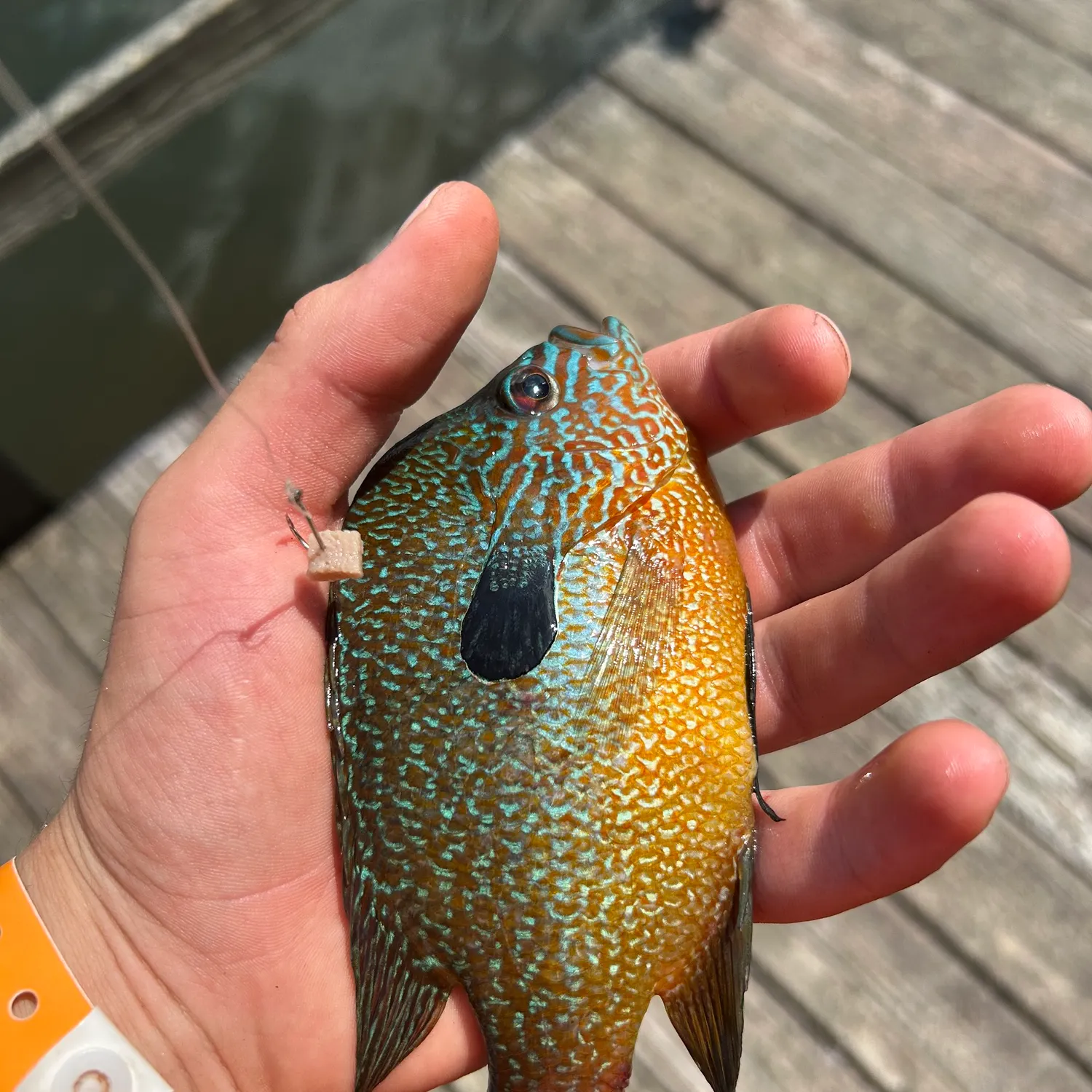 The most recent Longear sunfish catches on Fishbrain