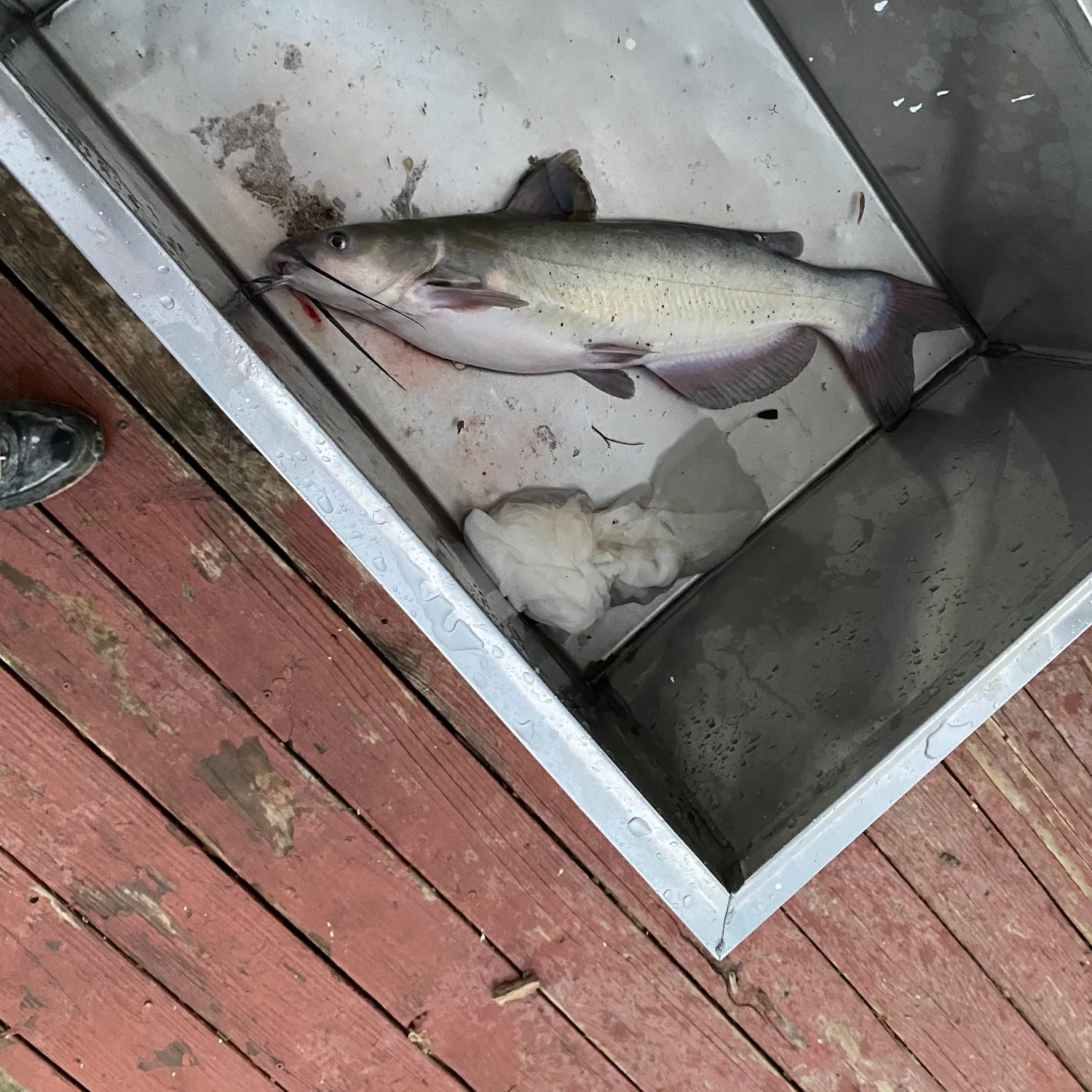 catch