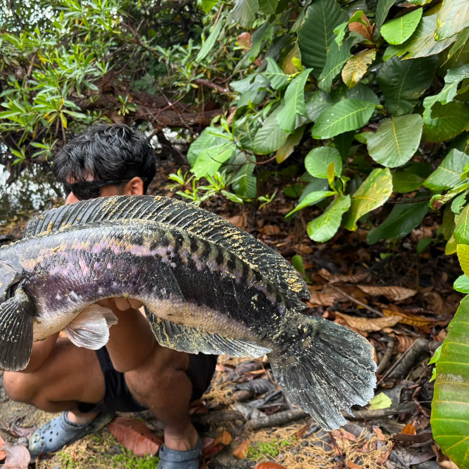The most recent Indonesian snakehead catches on Fishbrain