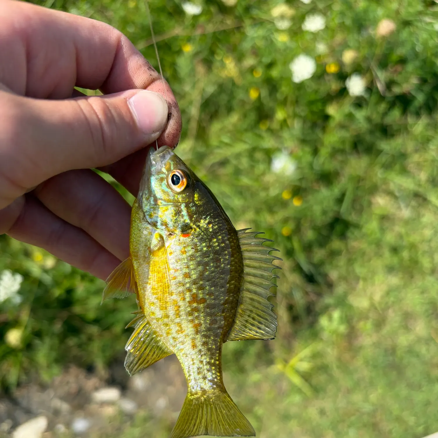 Pumpkinseed caught on Fishbrain