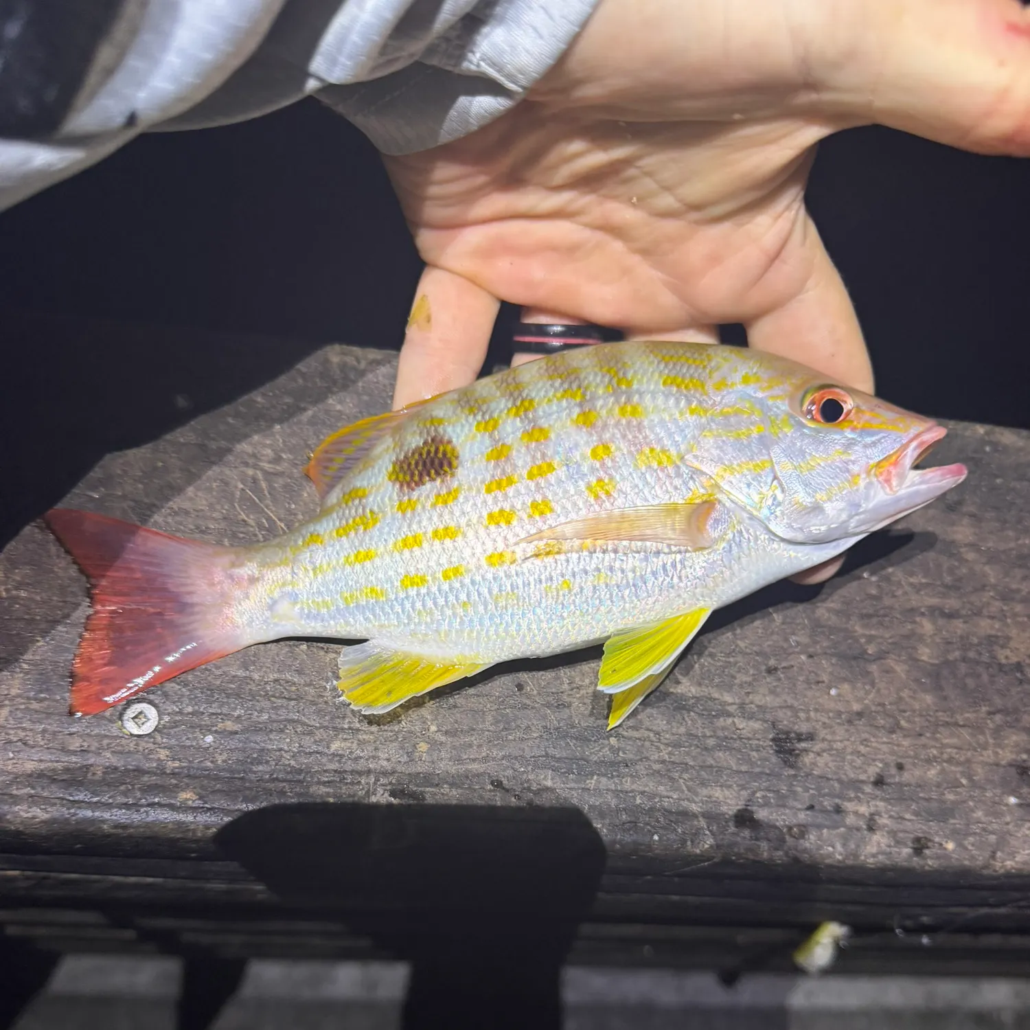 The most recent Lane snapper catches on Fishbrain