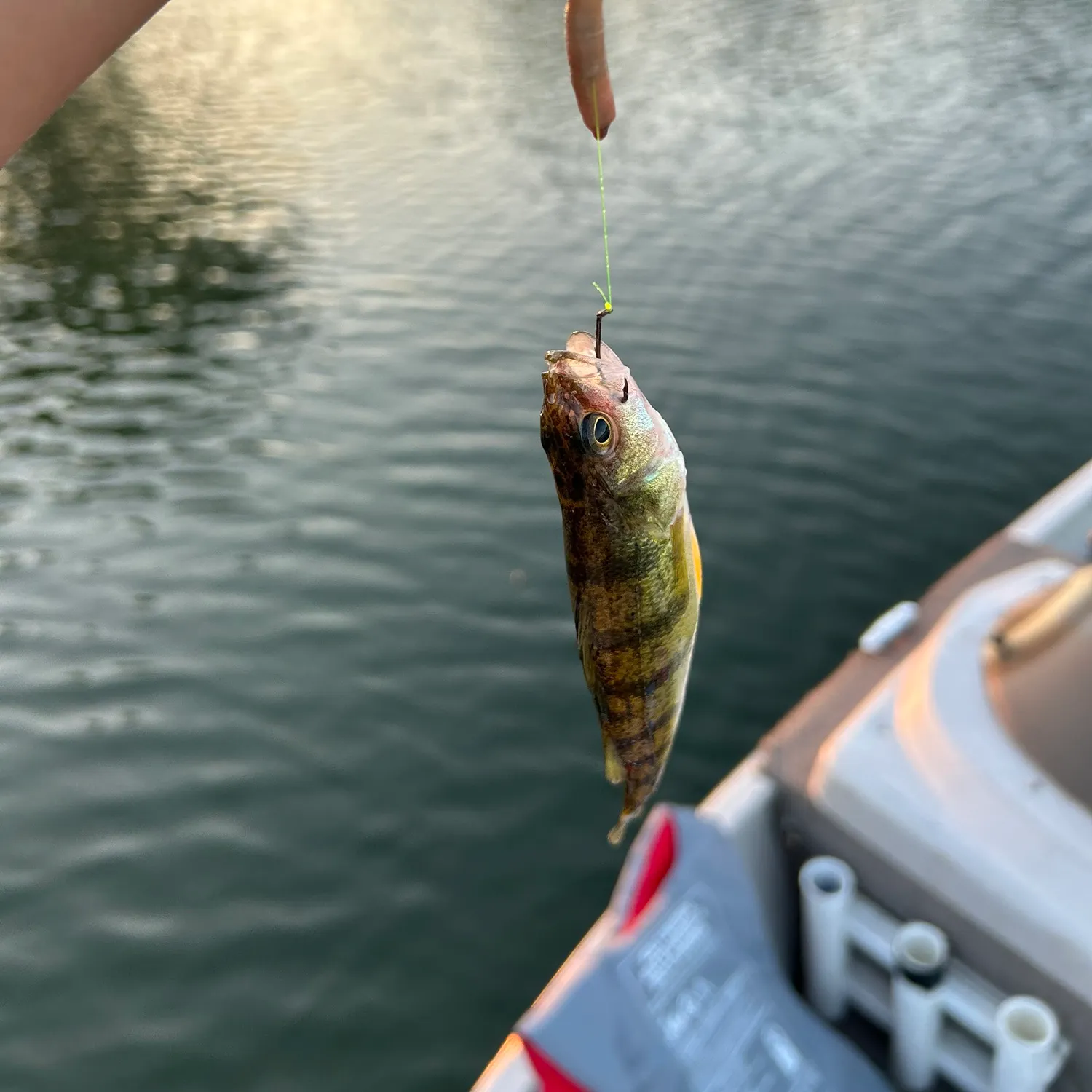 Yellow perch caught on Fishbrain