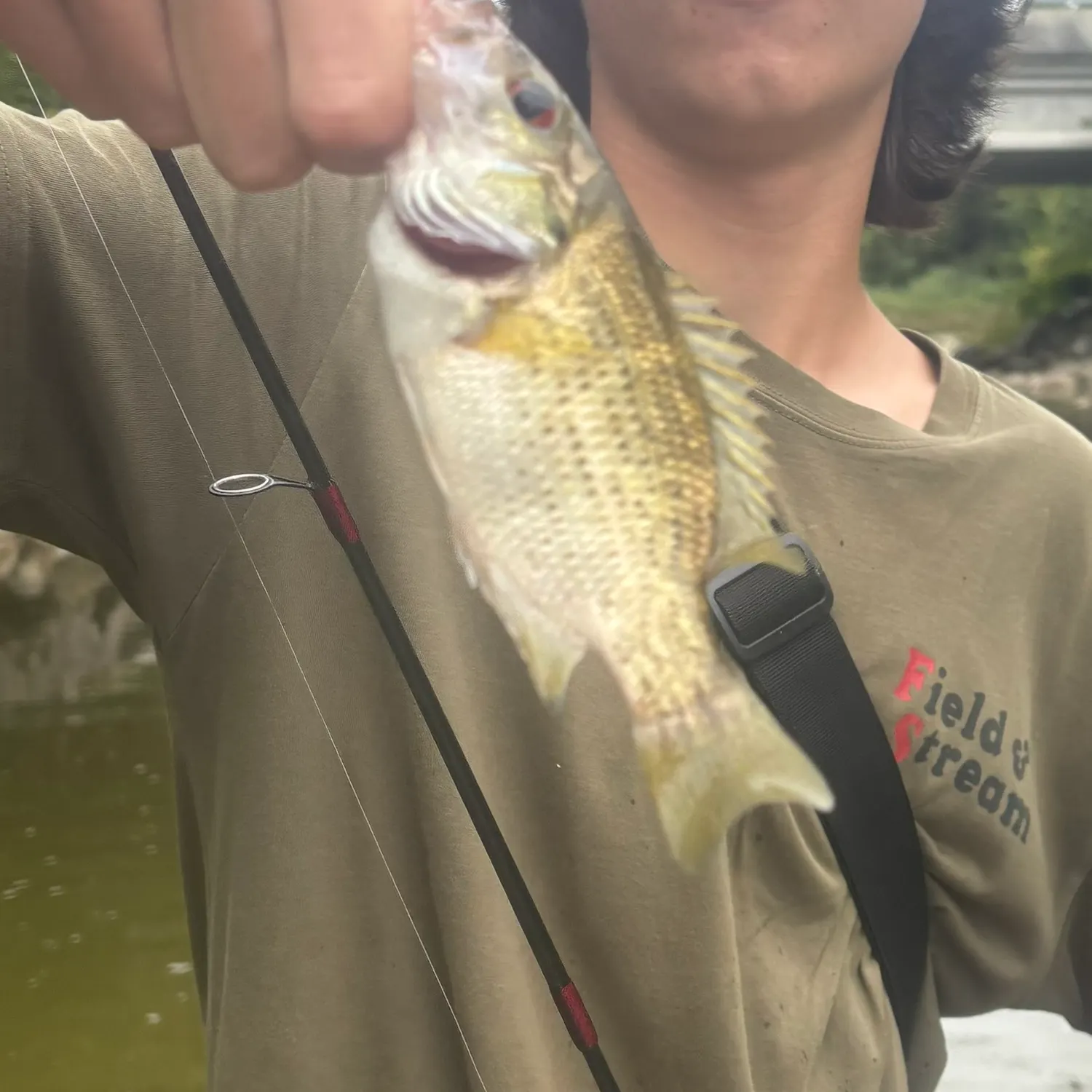 Rock bass caught on Fishbrain