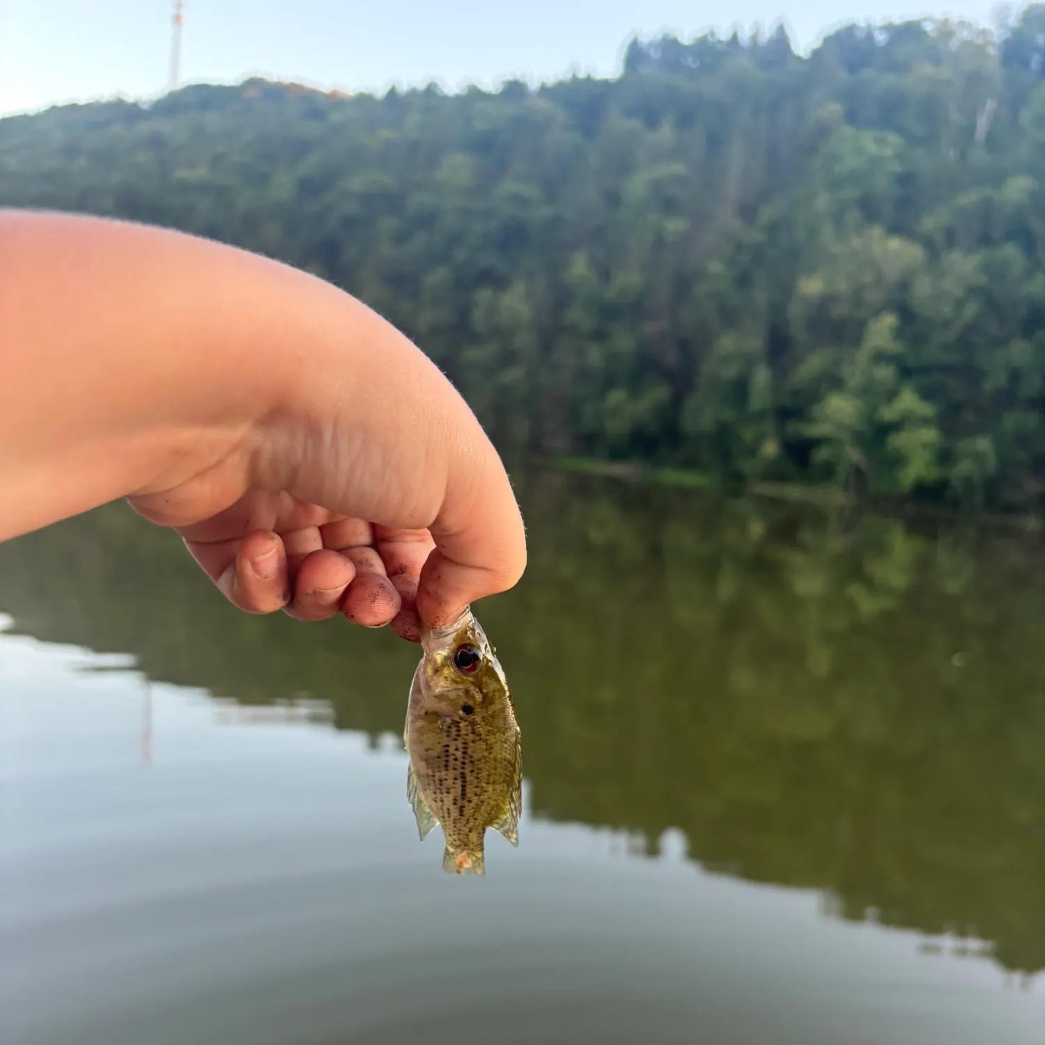 Rock bass caught on Fishbrain
