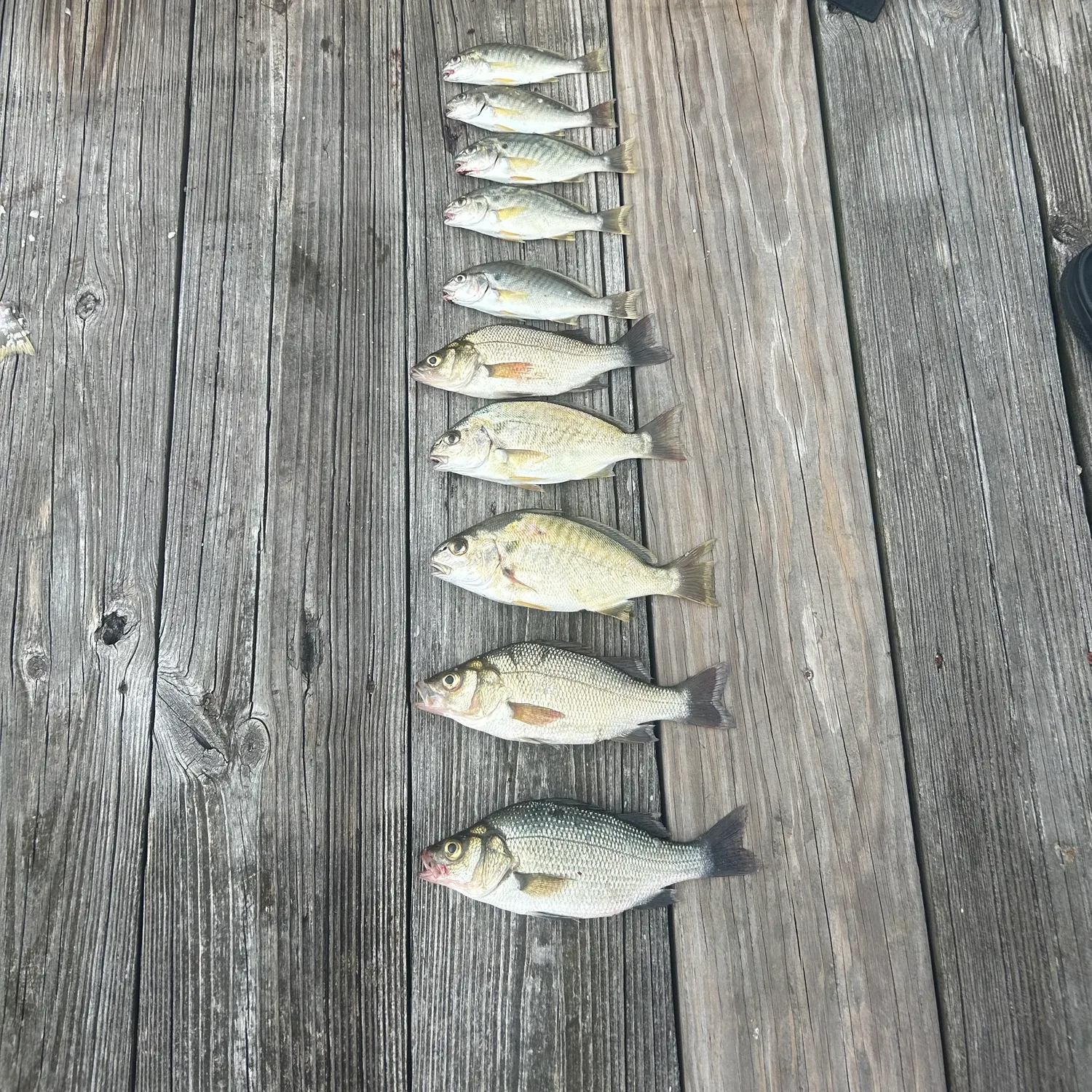 recently logged catches