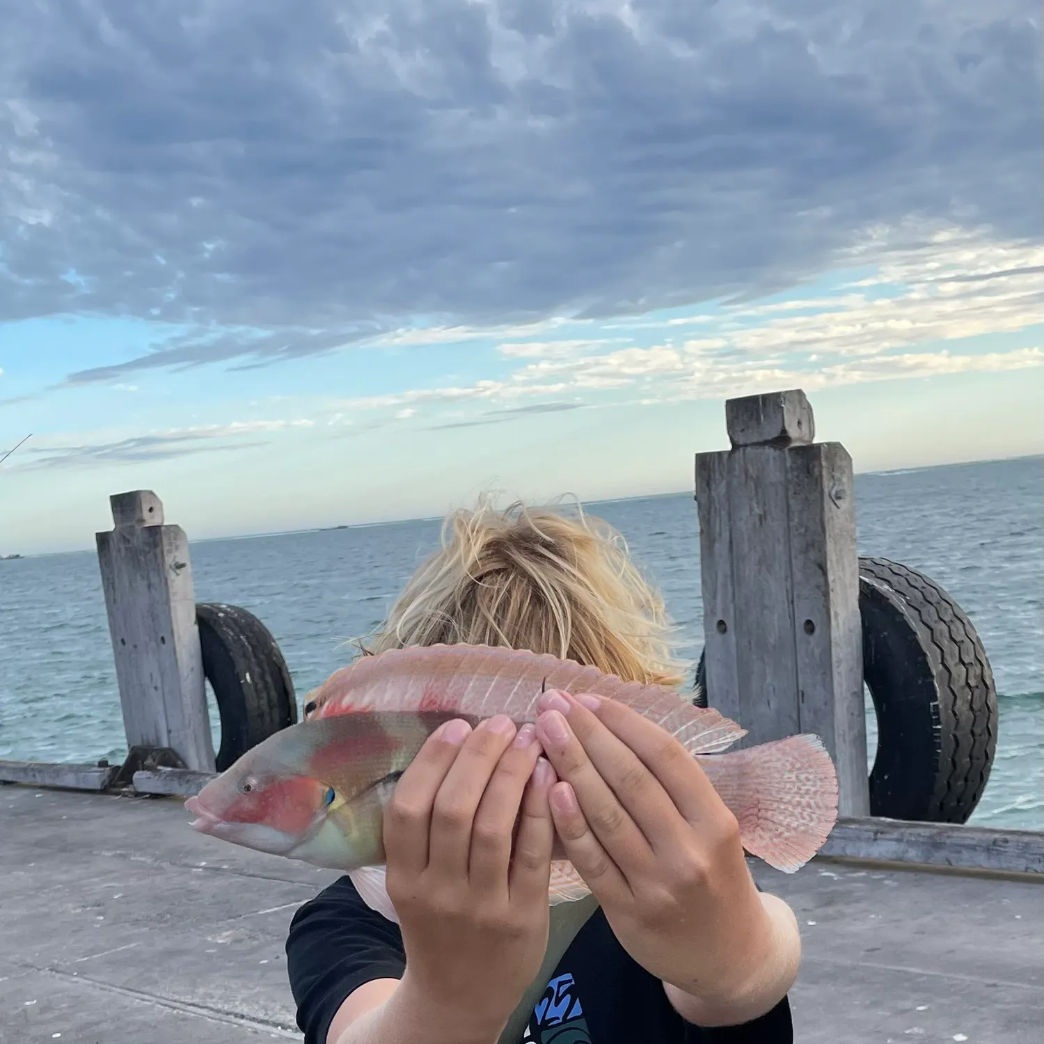 The most recent Western king wrasse catches on Fishbrain