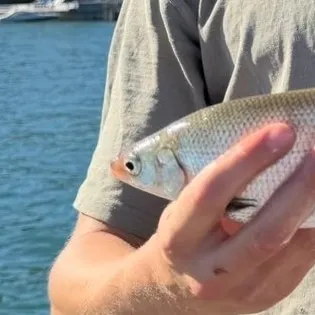 The most recent Lake whitefish catches on Fishbrain