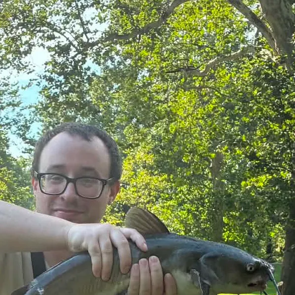 Channel catfish caught on Fishbrain