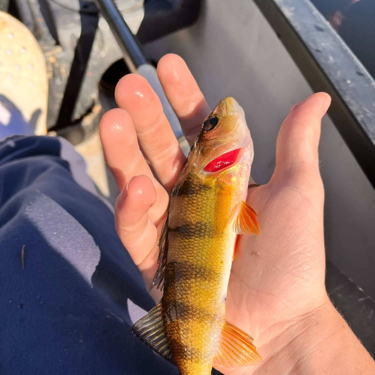 Yellow perch caught on Fishbrain
