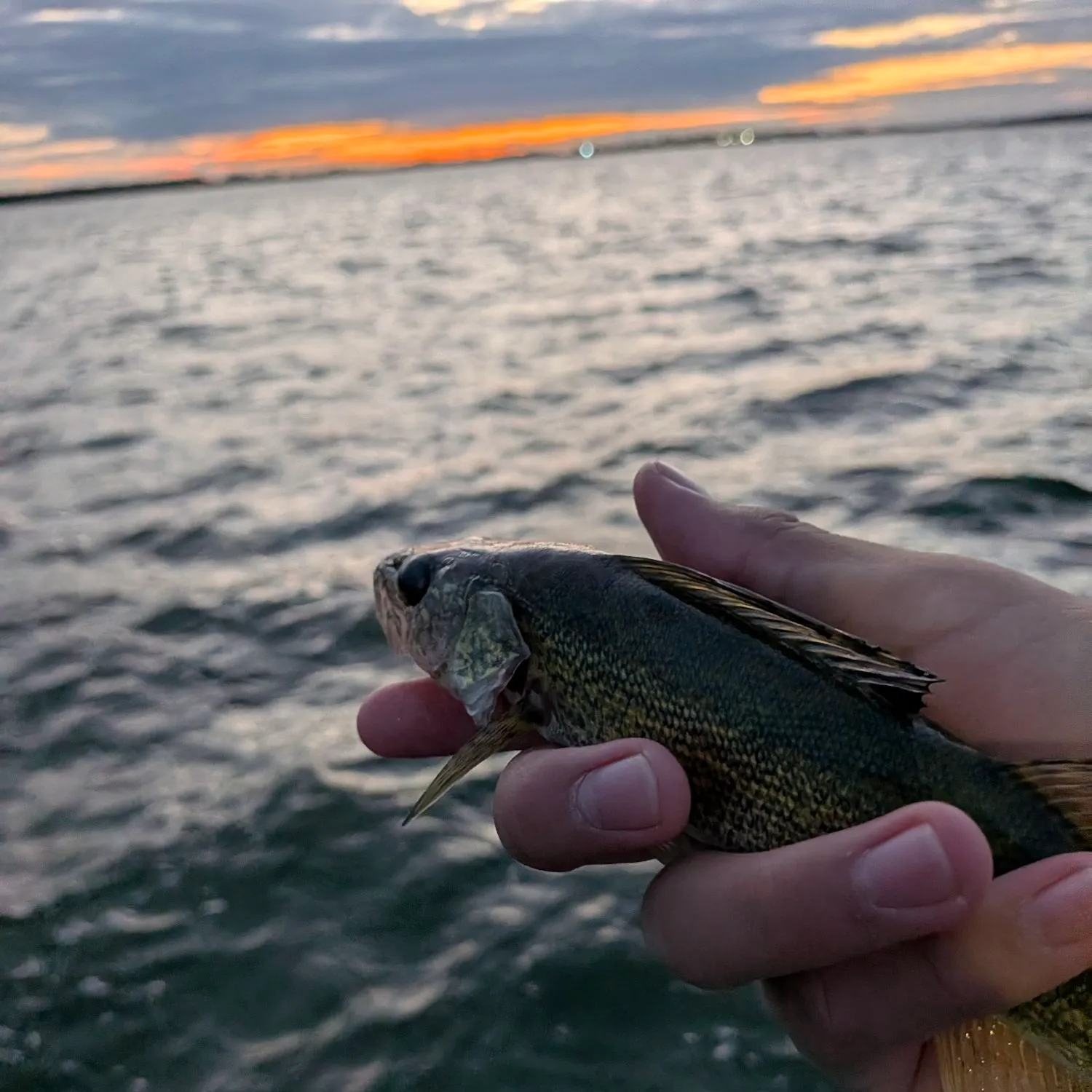 Walleye caught on Fishbrain