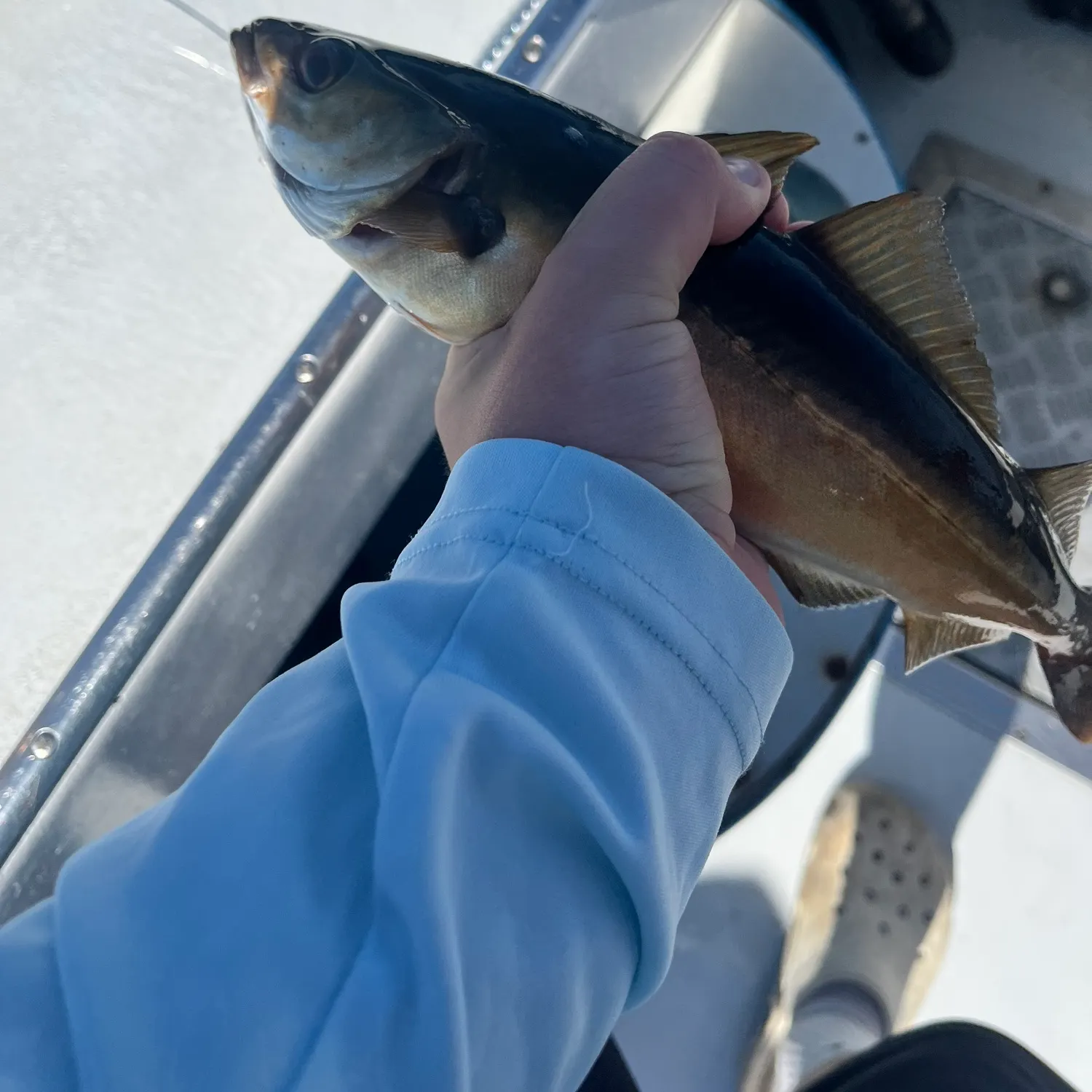The most recent Atlantic pollock catches on Fishbrain