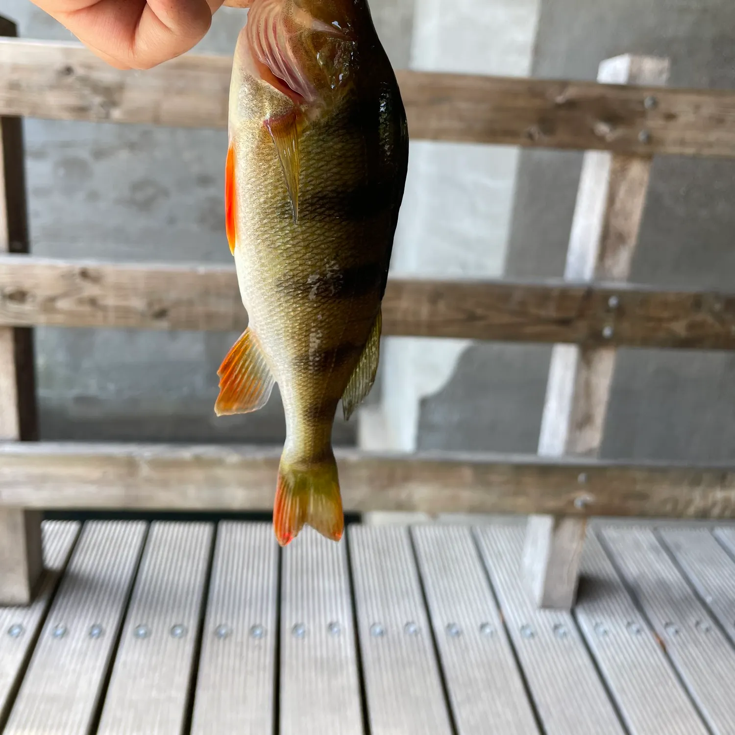 European perch caught on Fishbrain