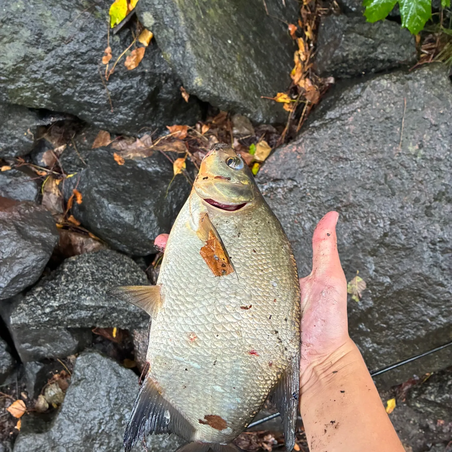 Common bream caught on Fishbrain