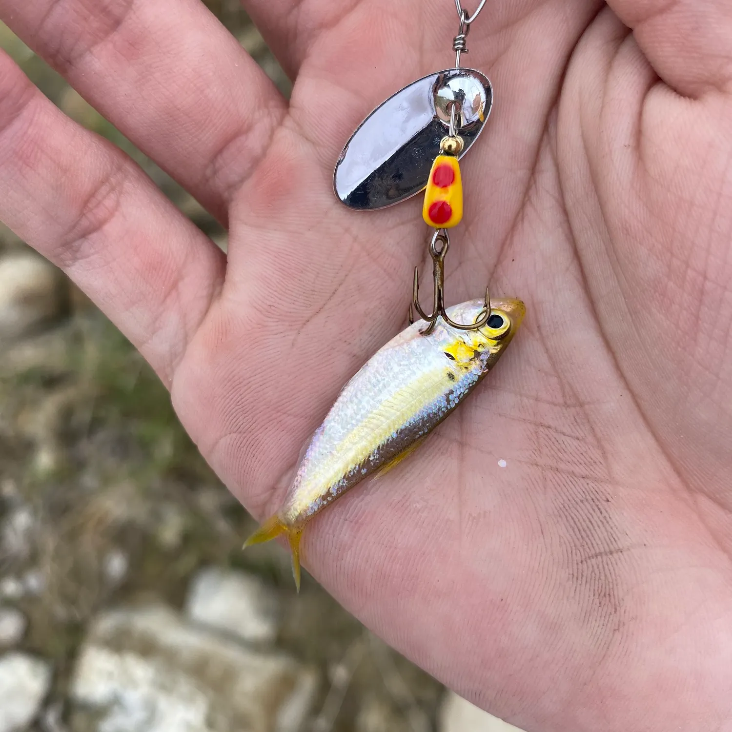 The most recent American shad catches on Fishbrain