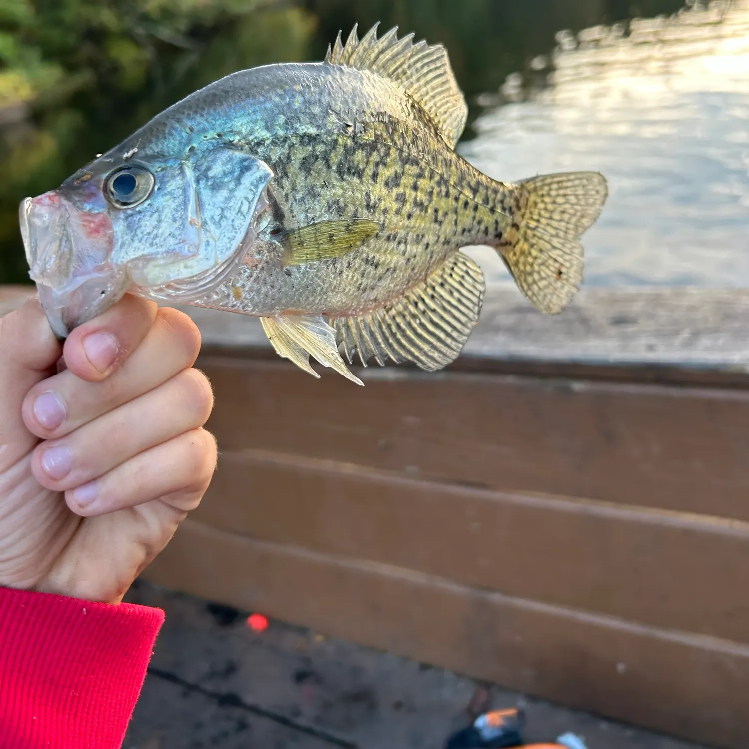 Black crappie caught on Fishbrain
