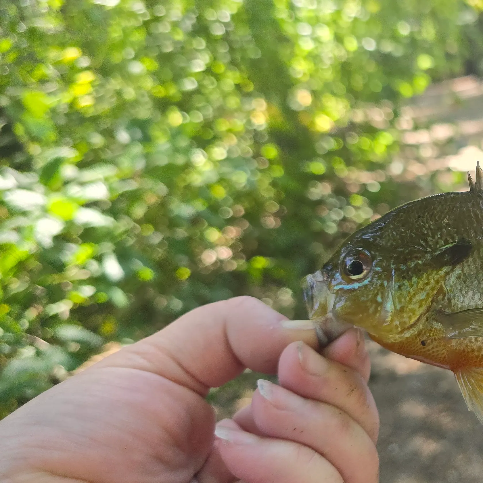 Redbreast sunfish caught on Fishbrain