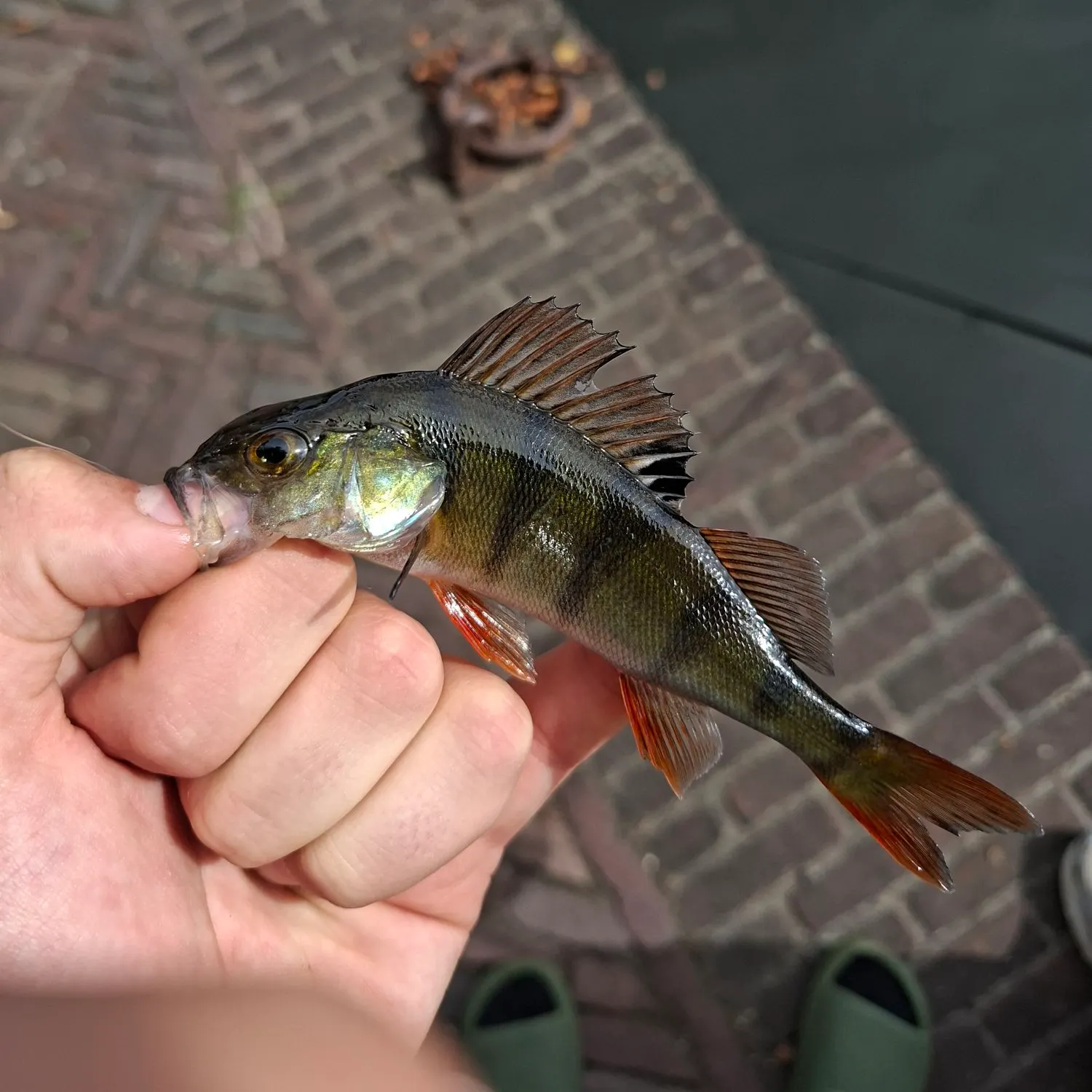 catch