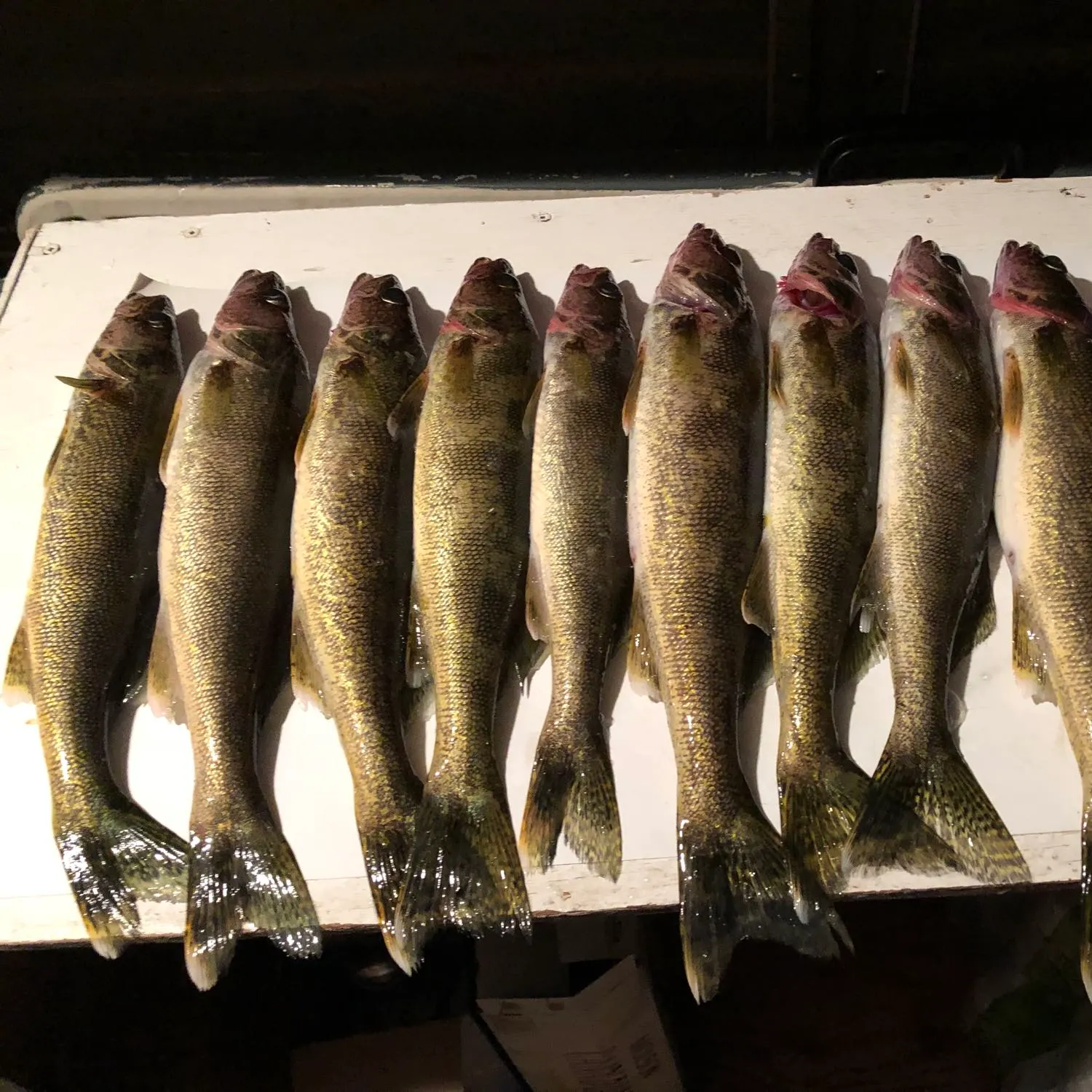 recently logged catches
