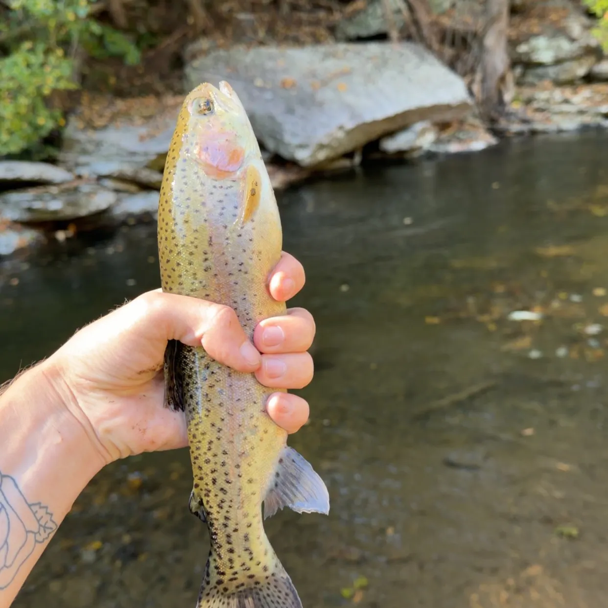 Rainbow trout caught on Fishbrain