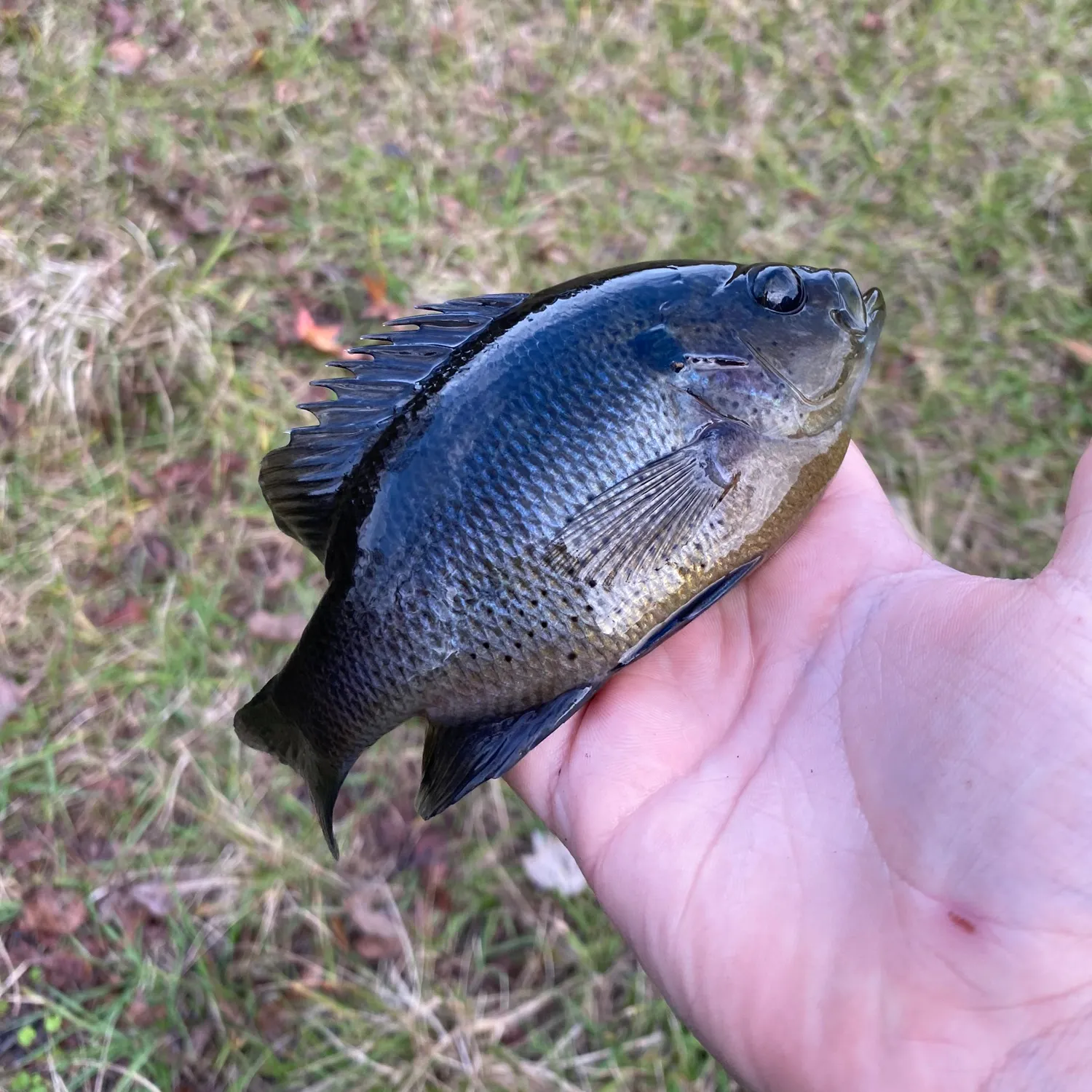 The most recent Spotted sunfish catches on Fishbrain