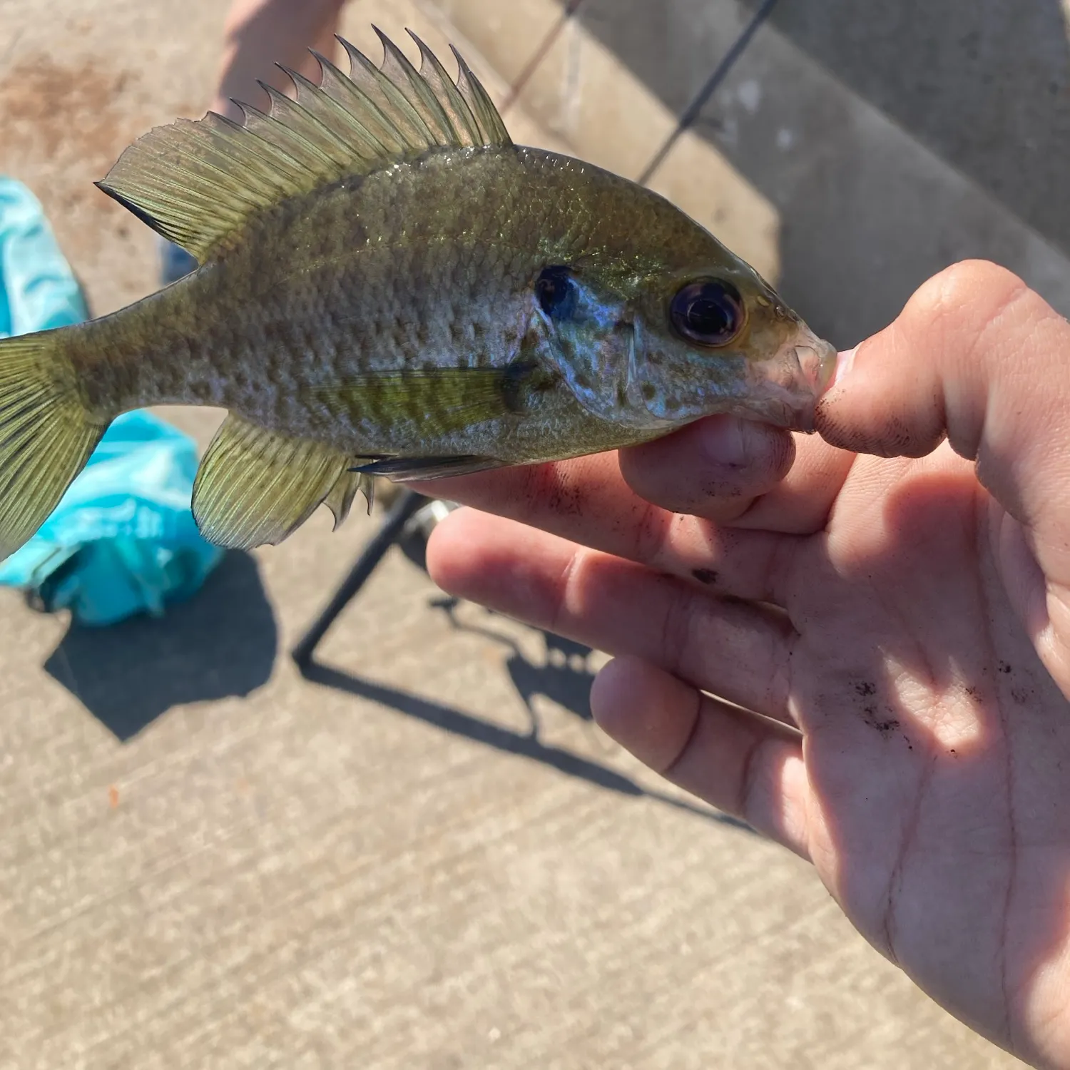Pumpkinseed caught on Fishbrain